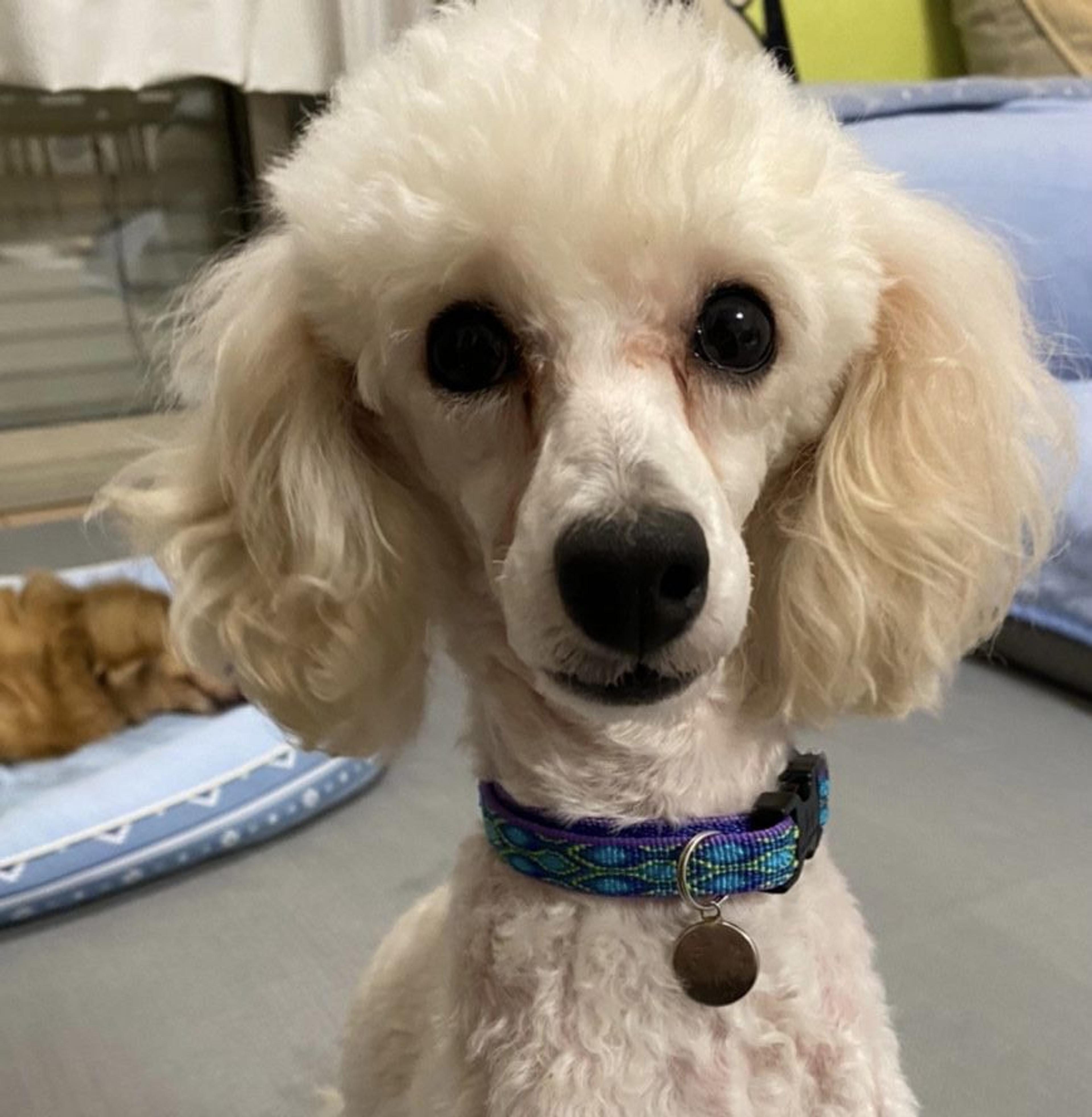 pet-image-3