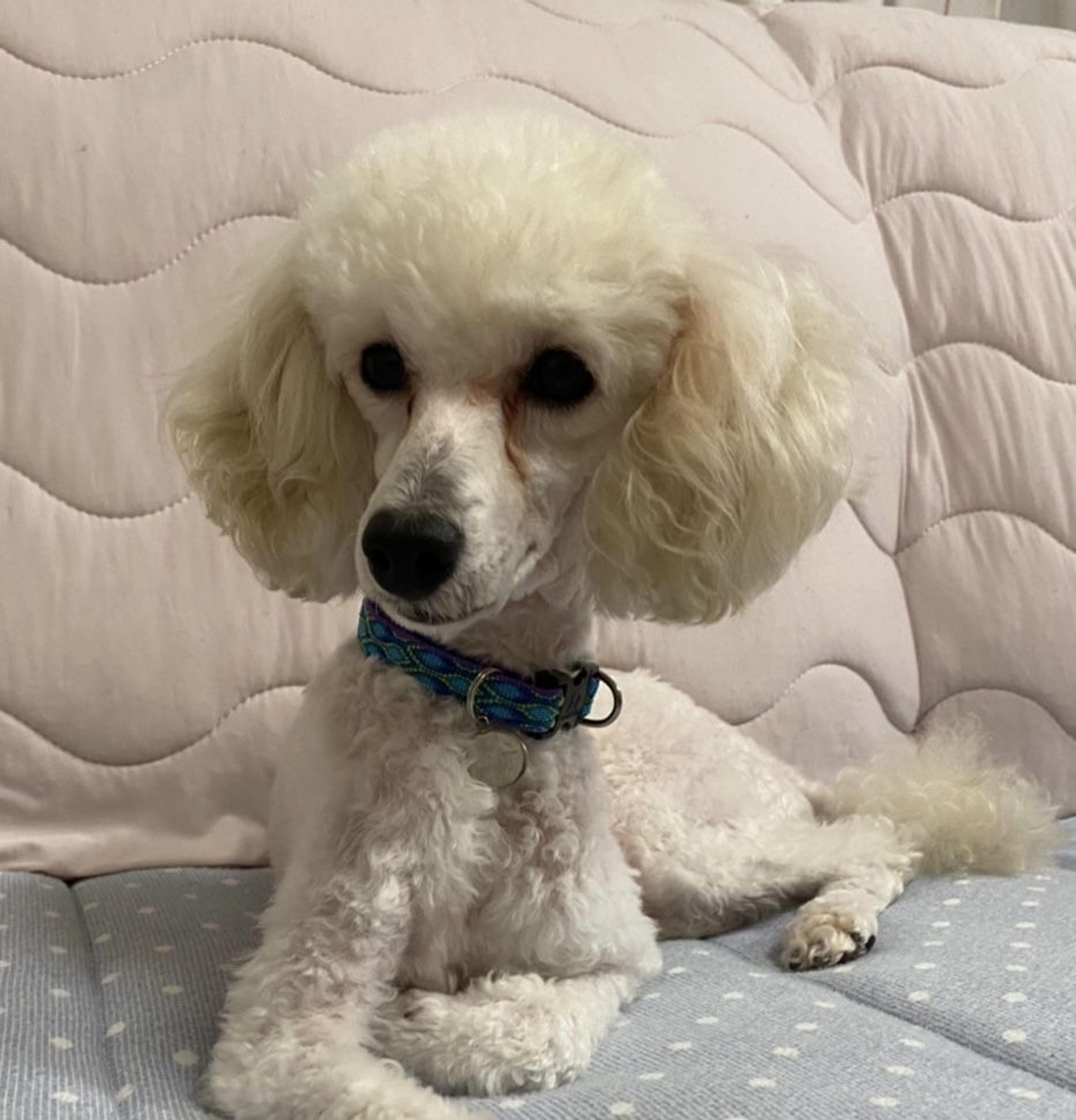 pet-image-4