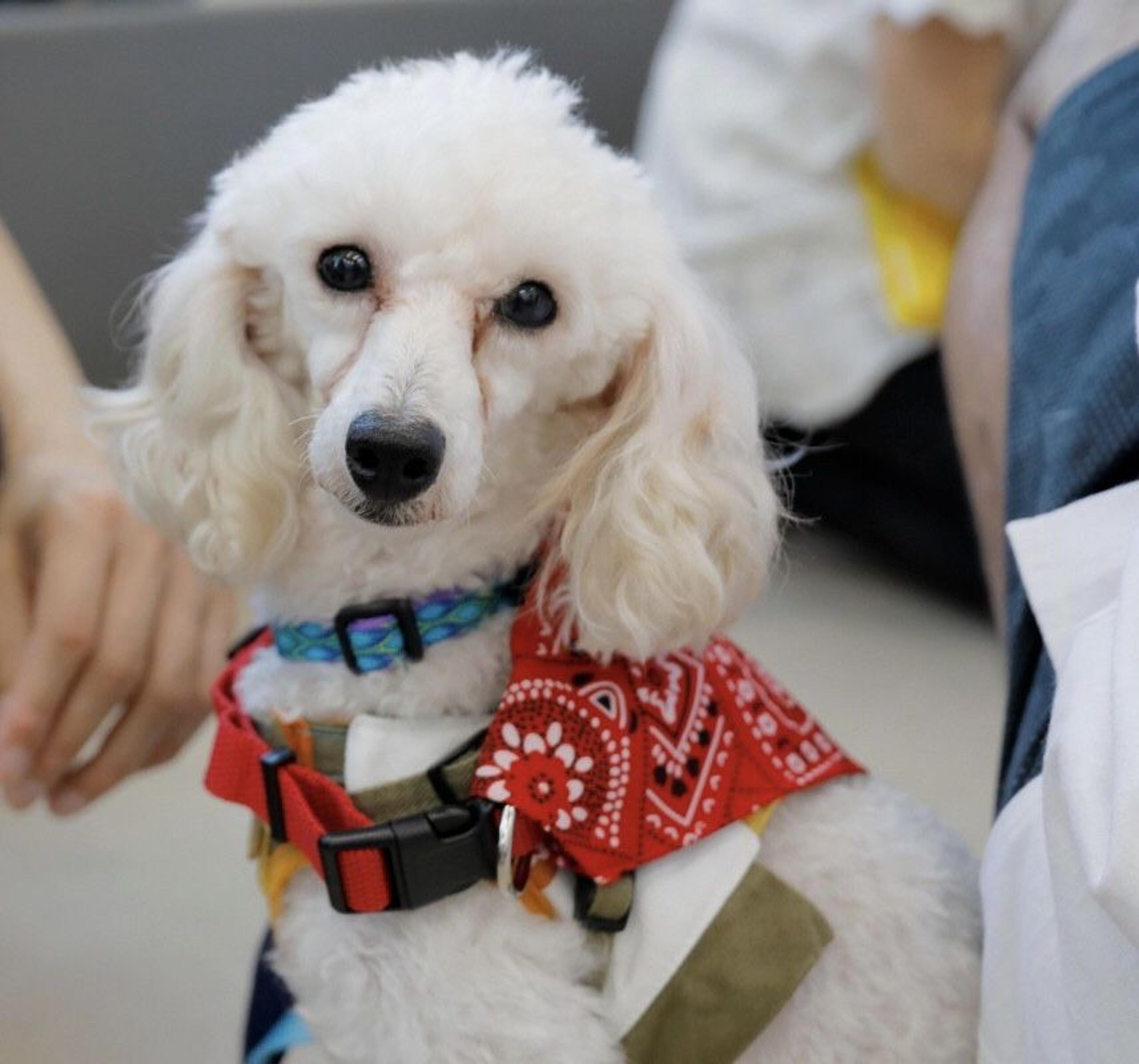 pet-image-5