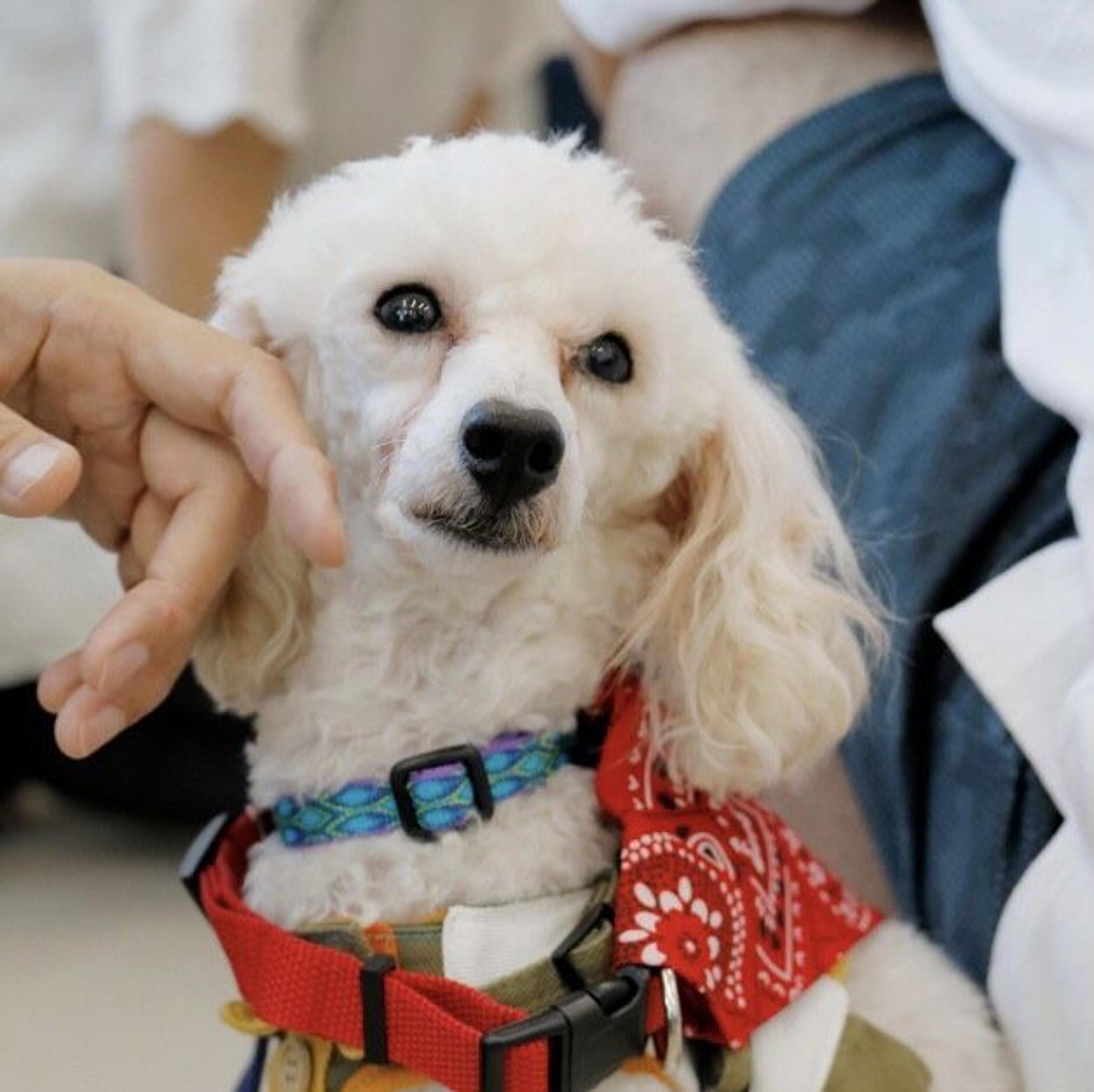 pet-image-6