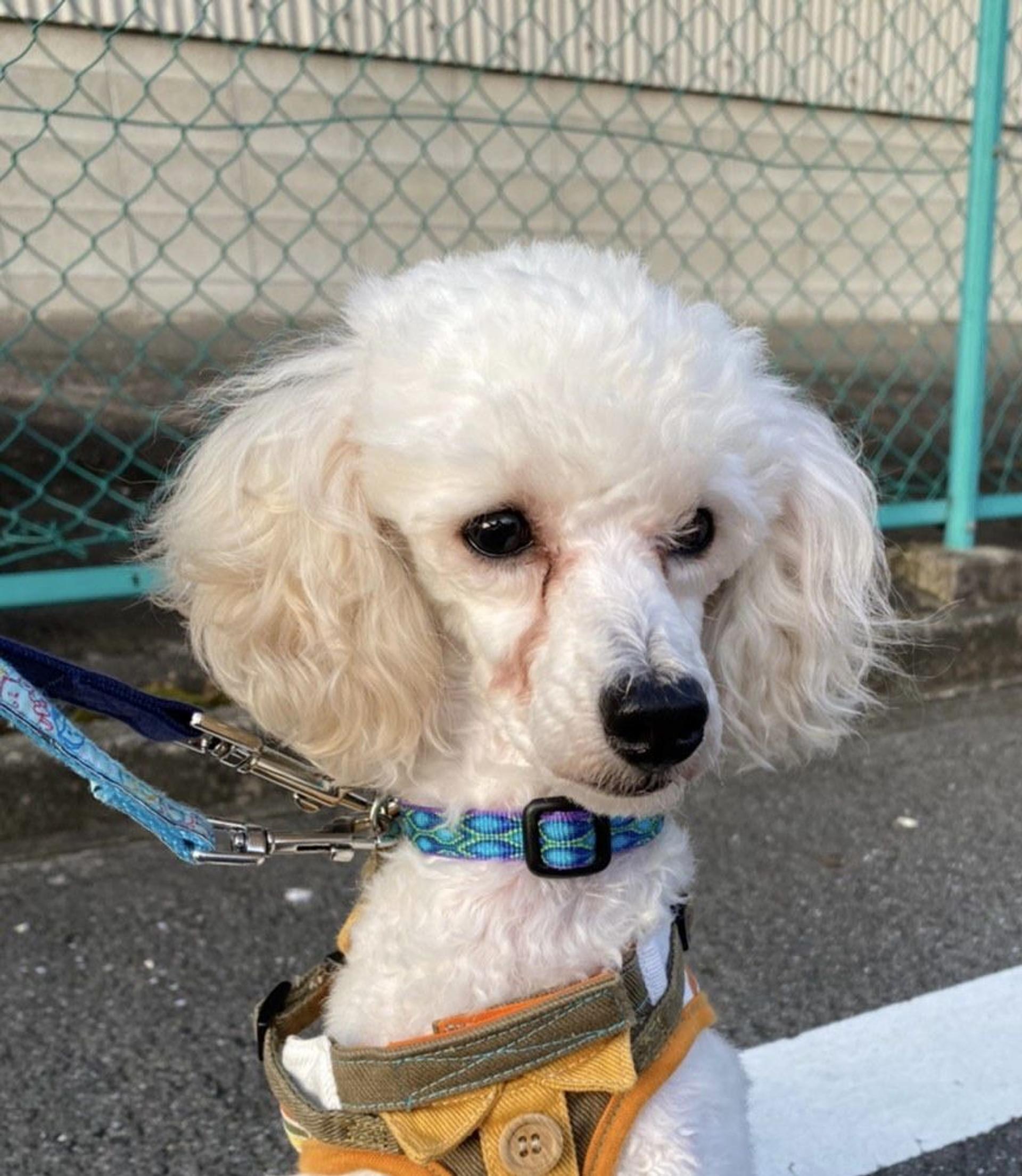 pet-image-8