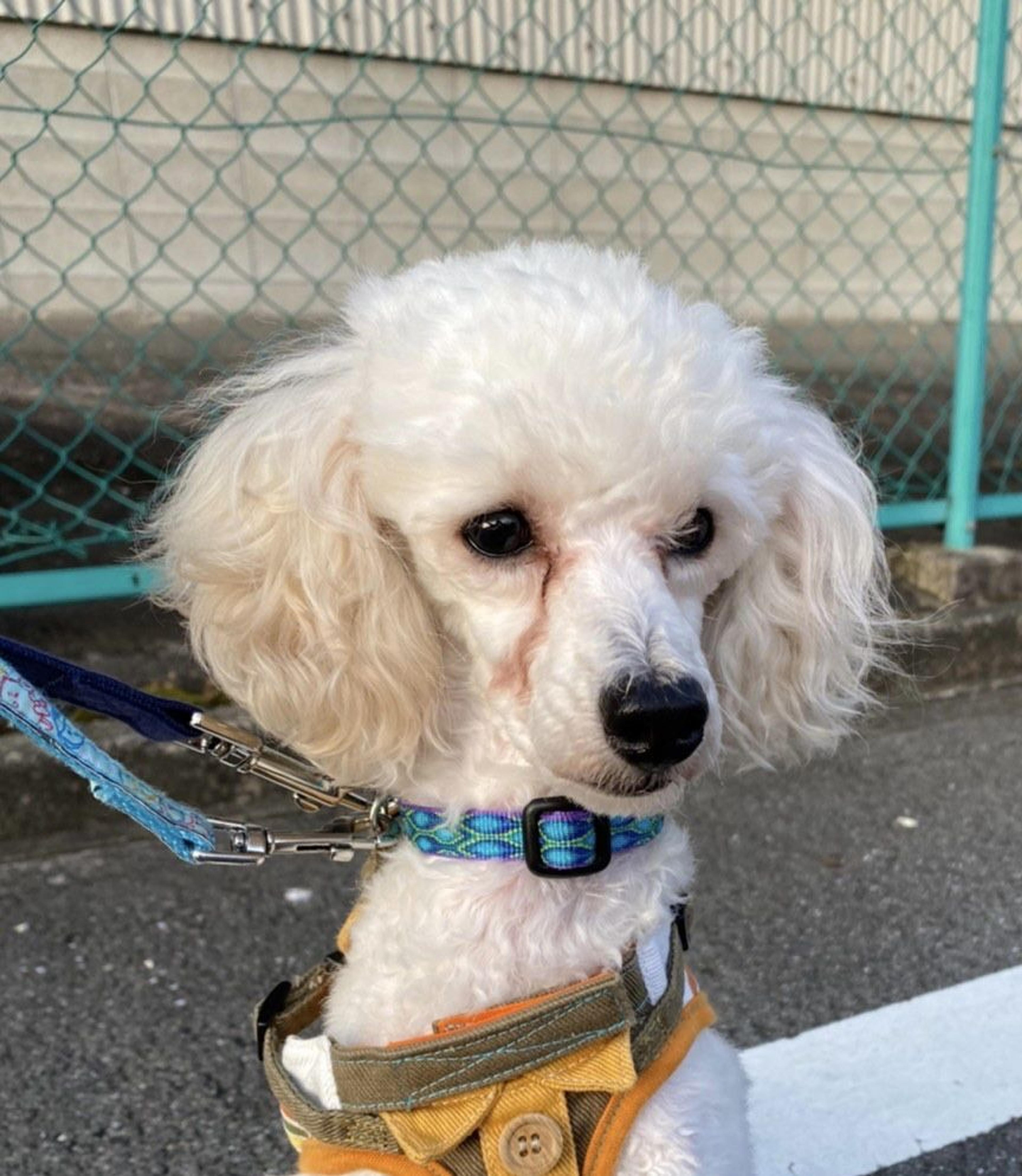 pet-image-8