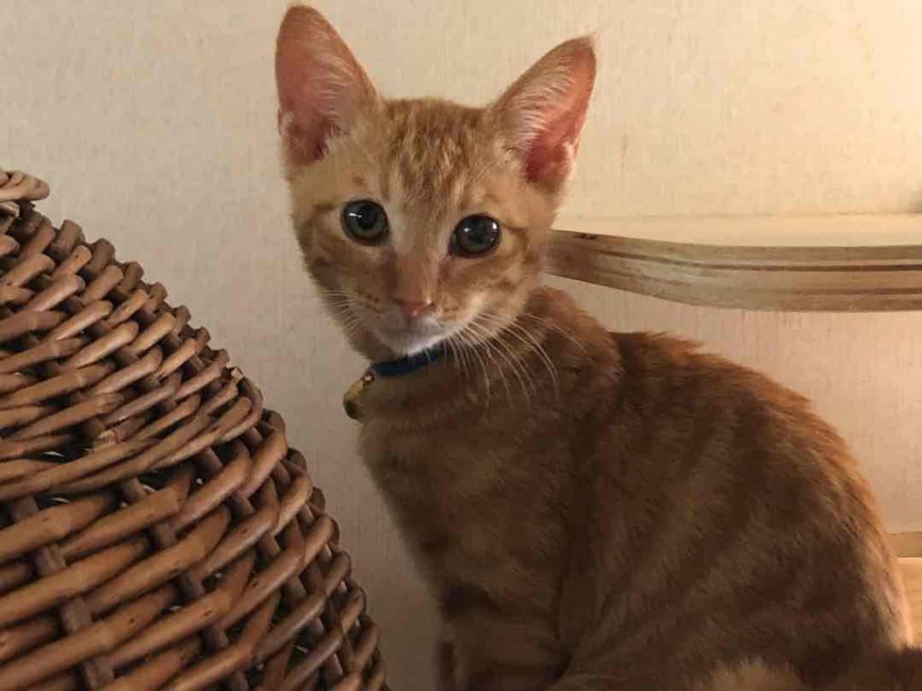 雑種（ミックス猫）・オスの里親募集の写真