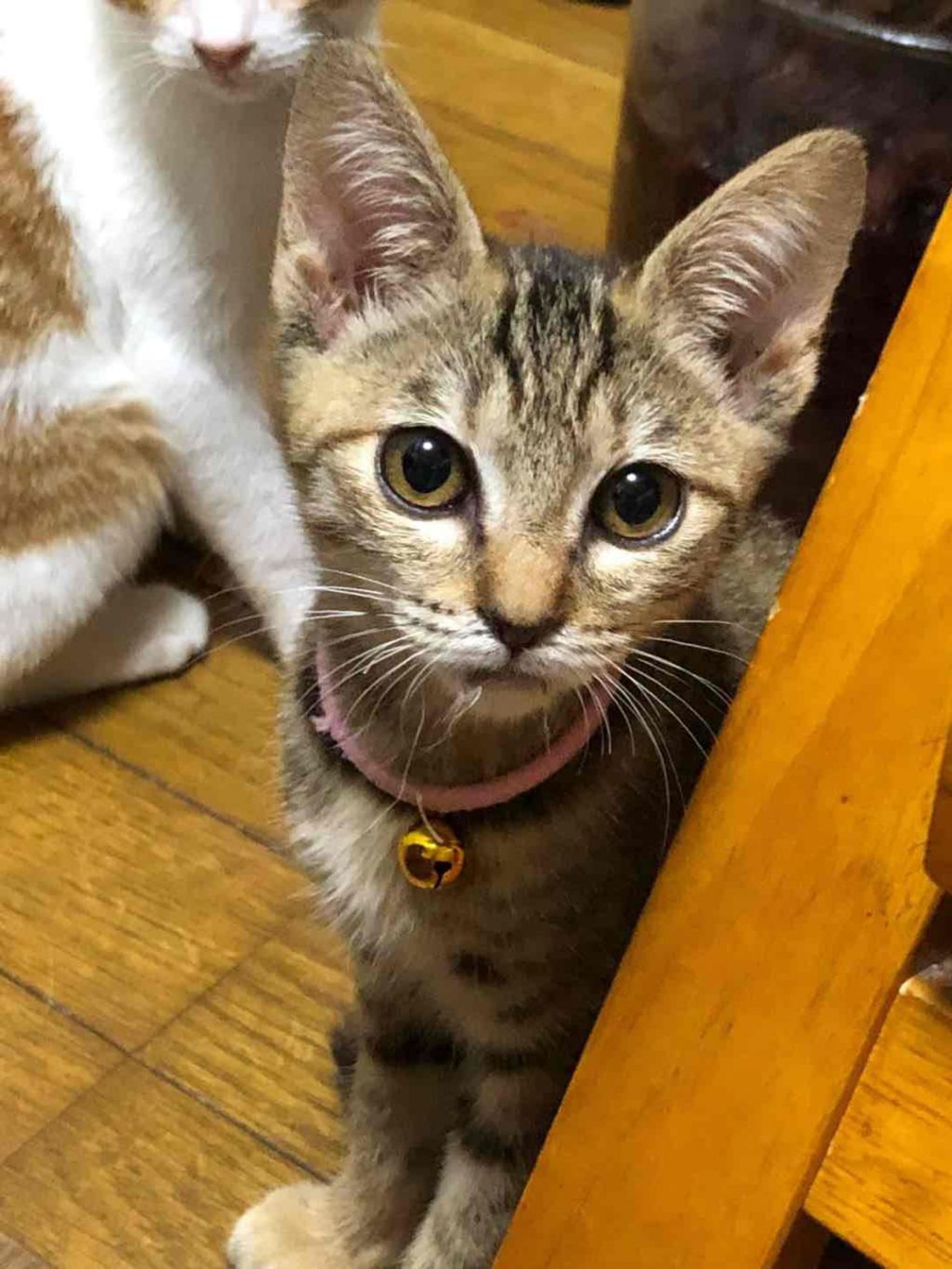 pet-image-2