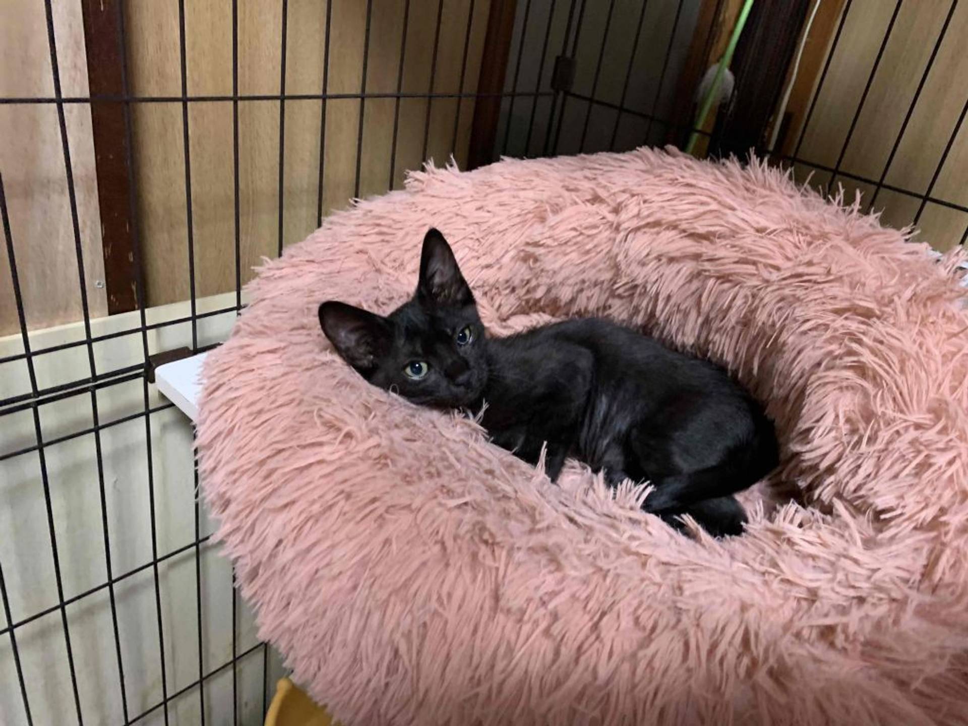 雑種（ミックス猫）・メスの里親募集の写真