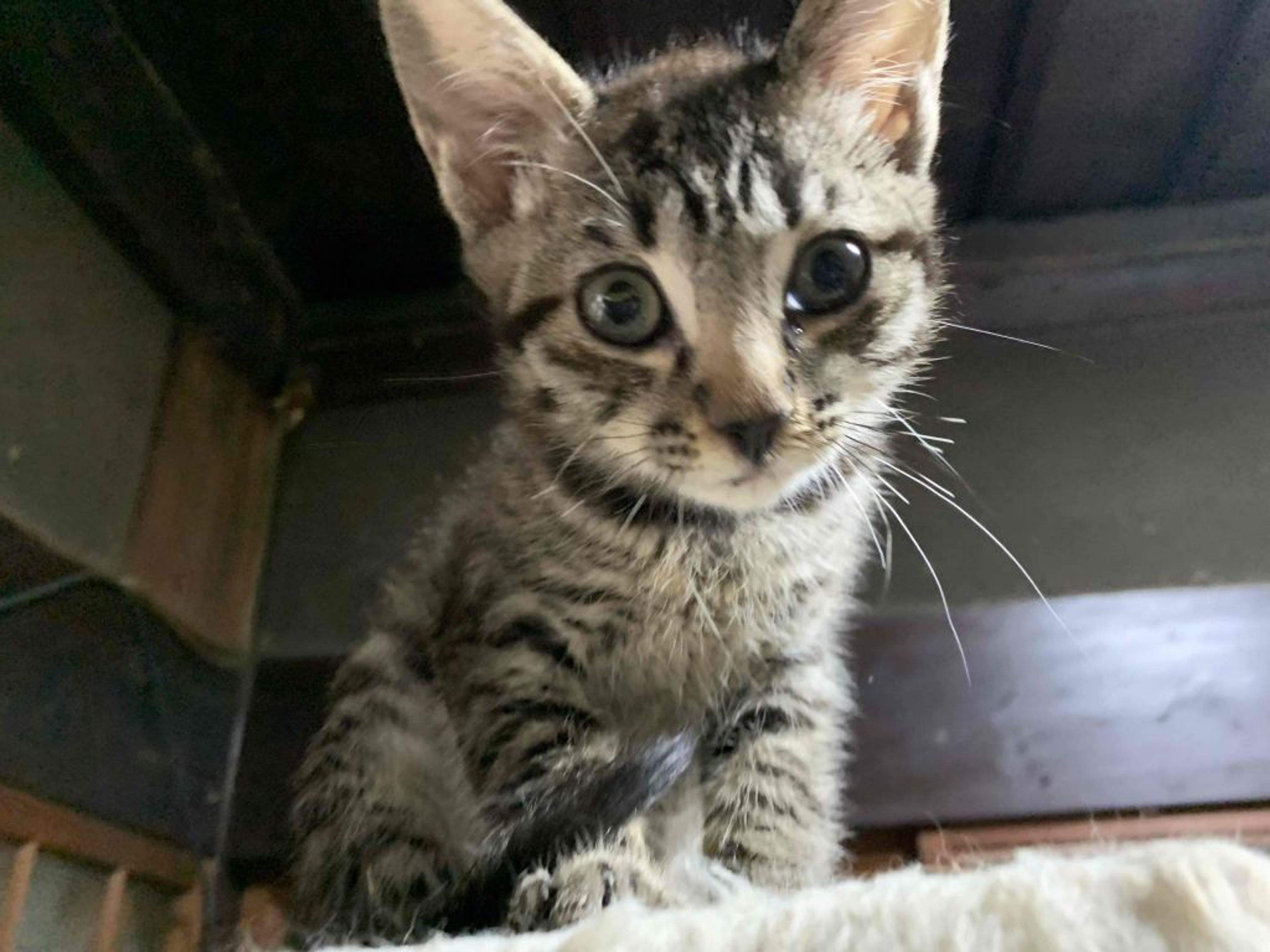 雑種（ミックス猫）・メスの里親募集の写真
