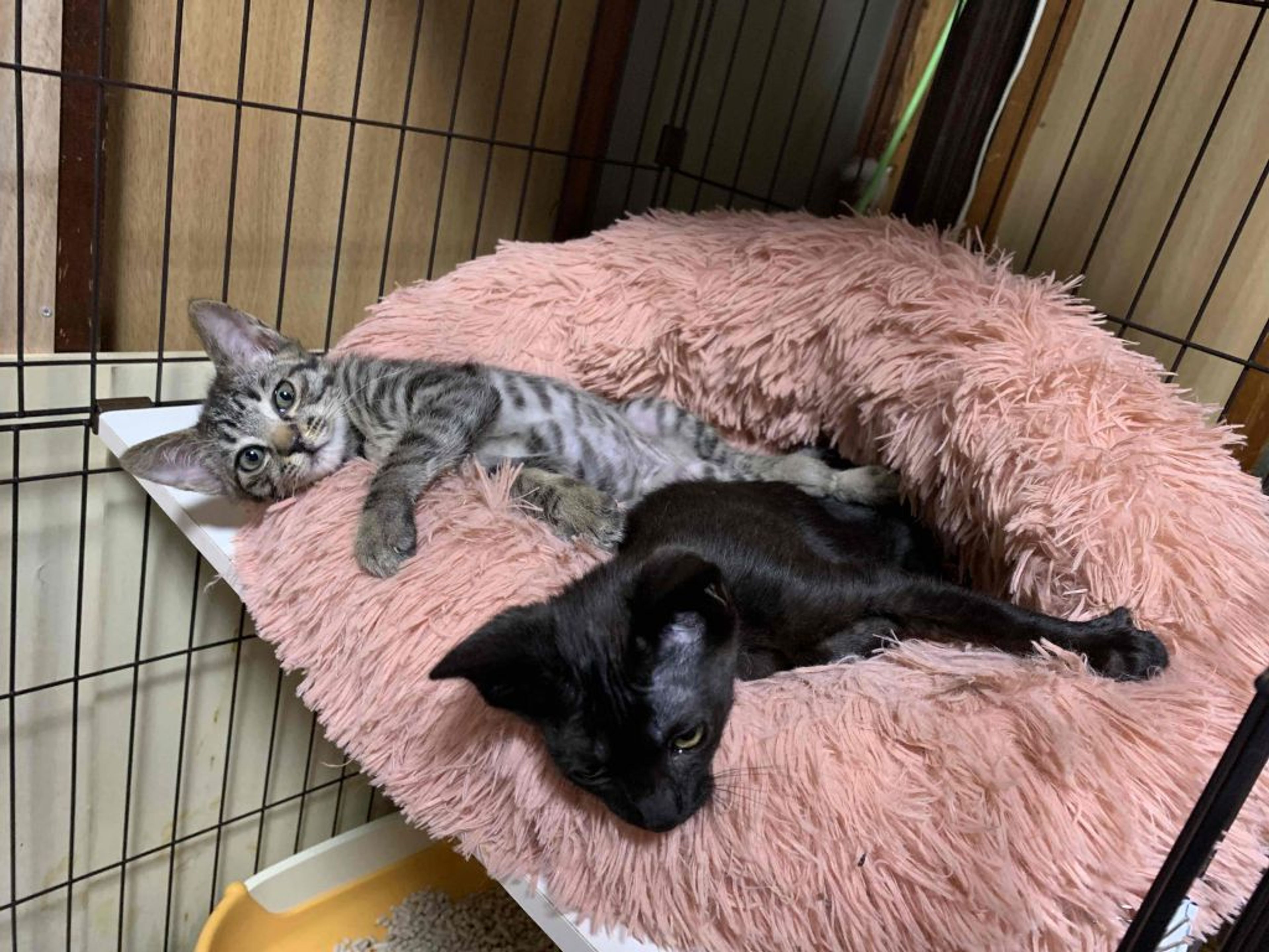 pet-image-2