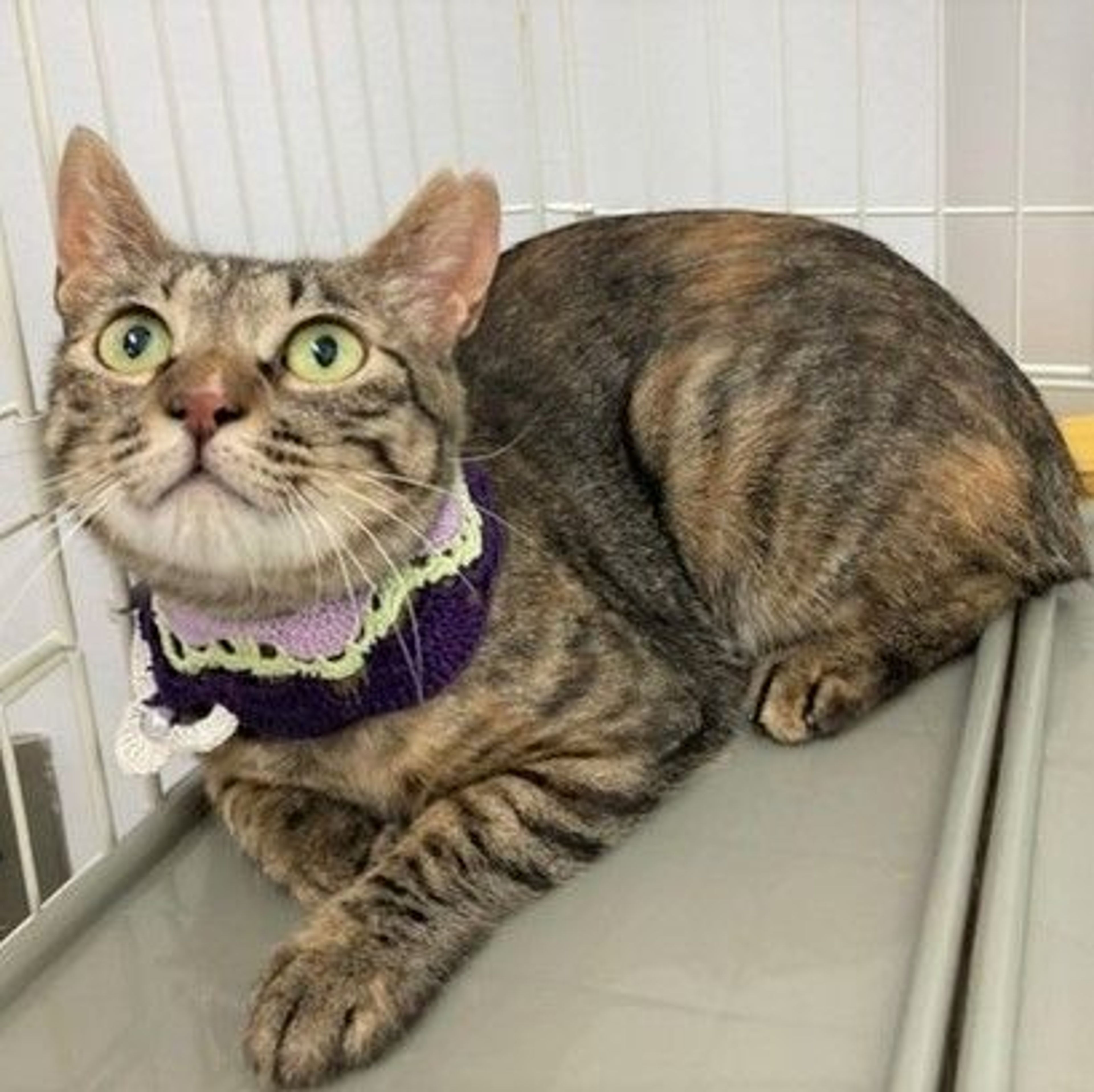雑種（ミックス猫）・メスの里親募集の写真
