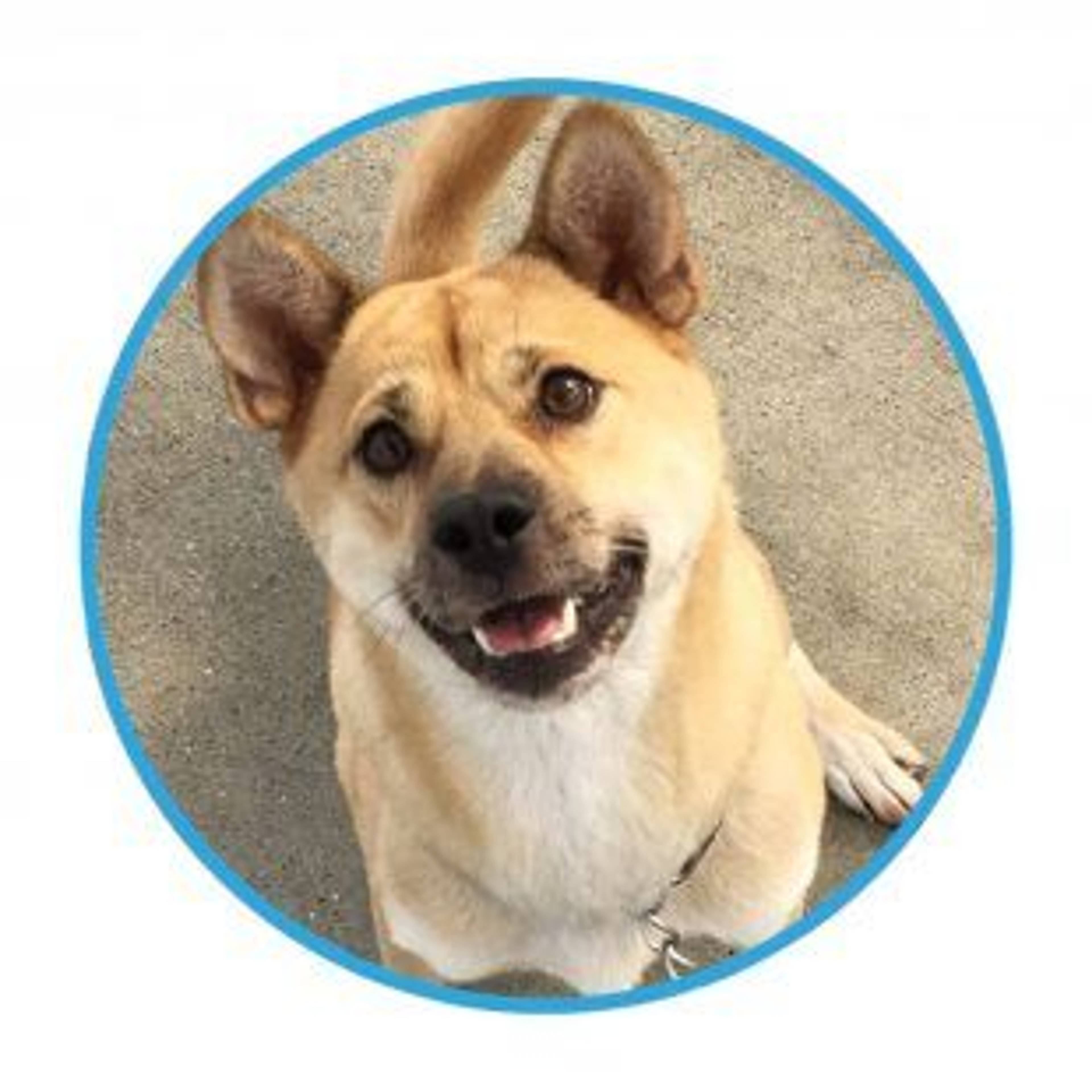 雑種（ミックス犬）・メスの里親募集の写真