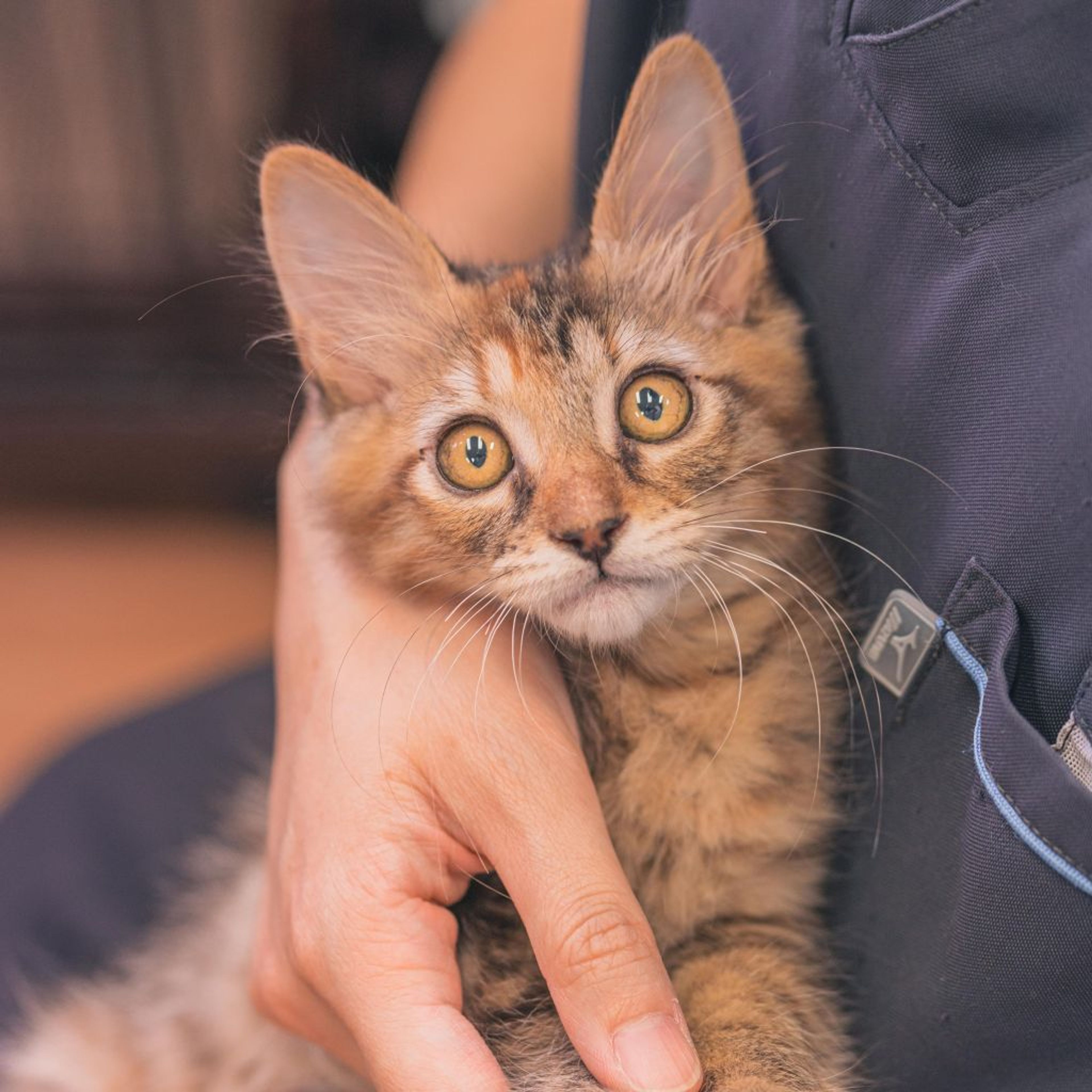 雑種（ミックス猫）・メスの里親募集の写真