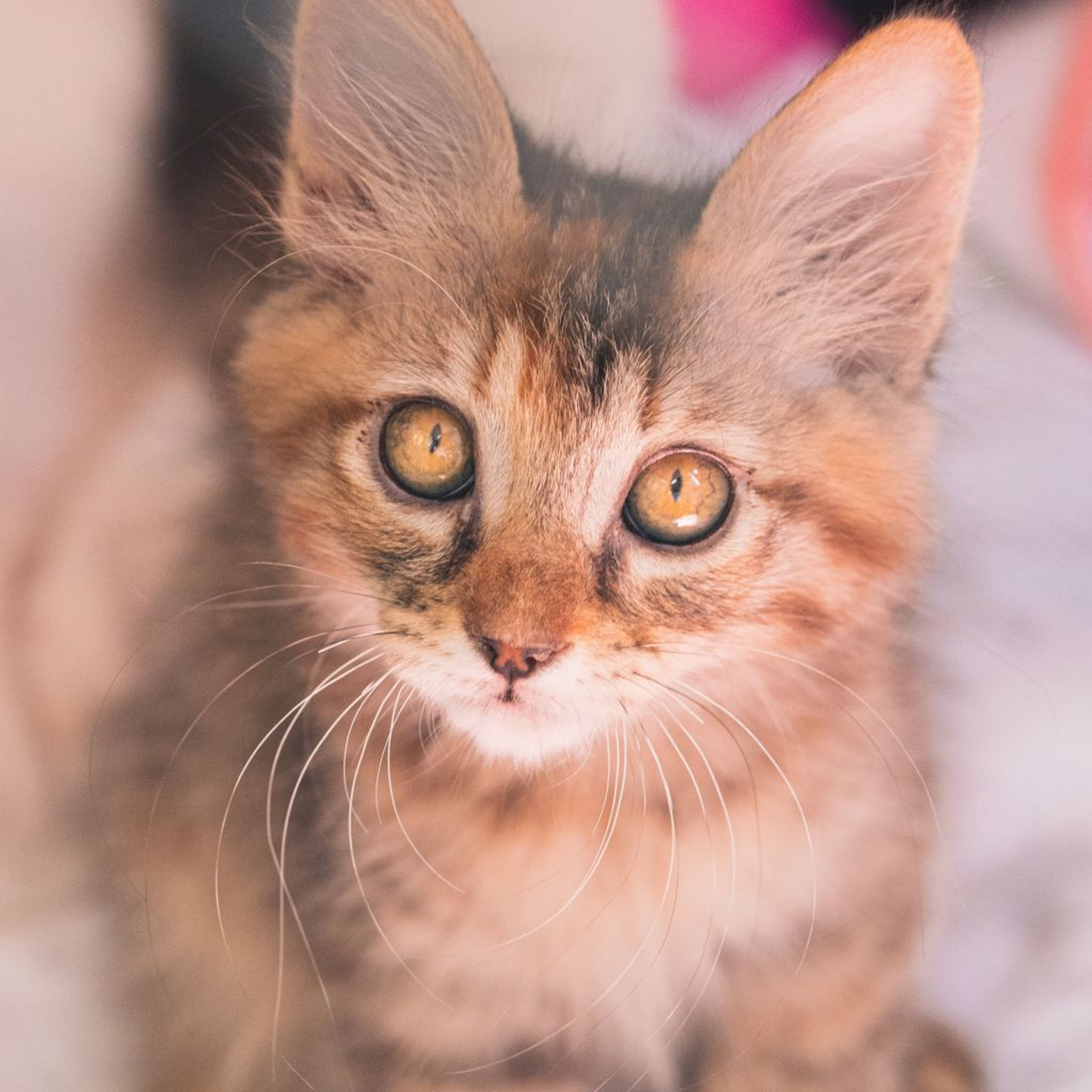pet-image-4