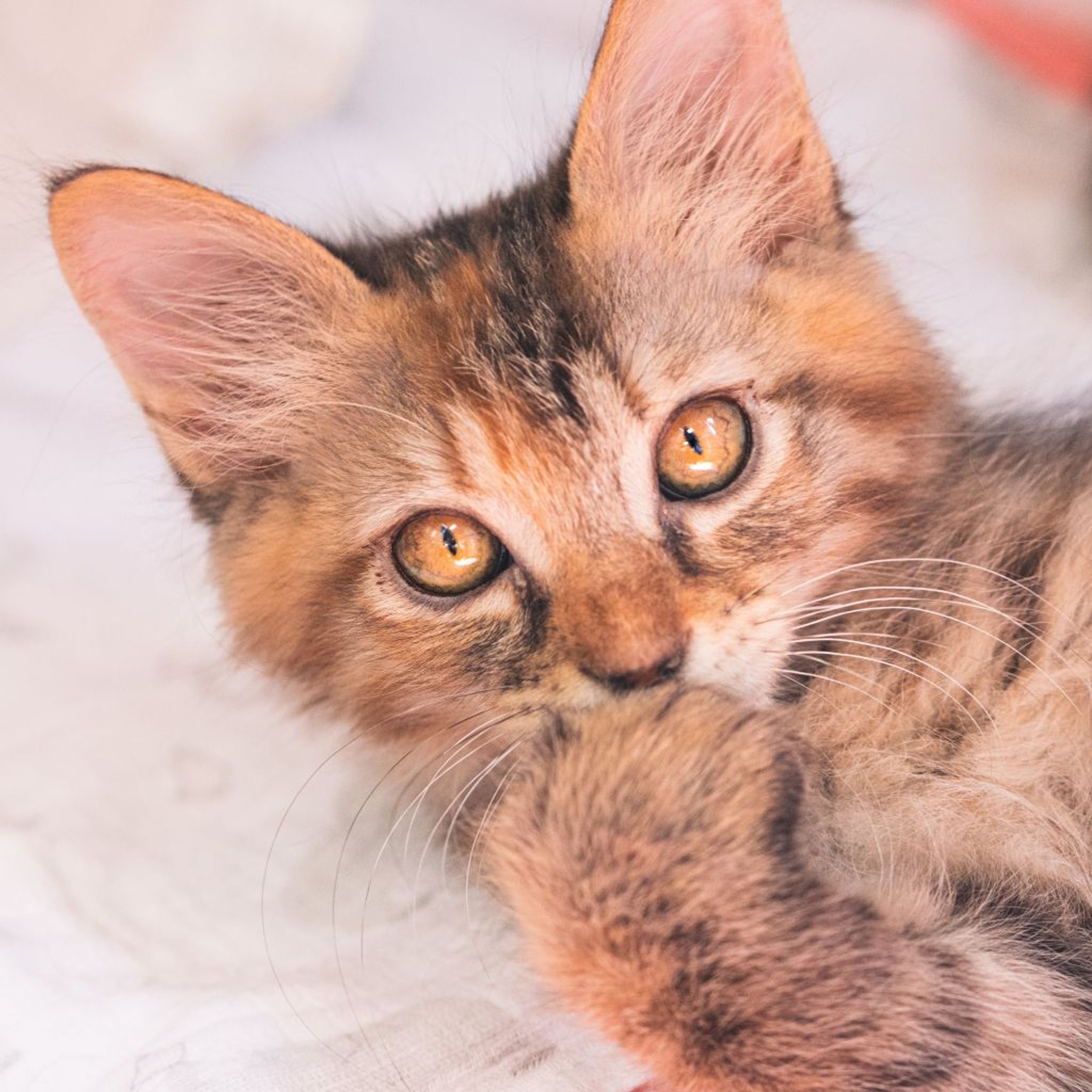 pet-image-6