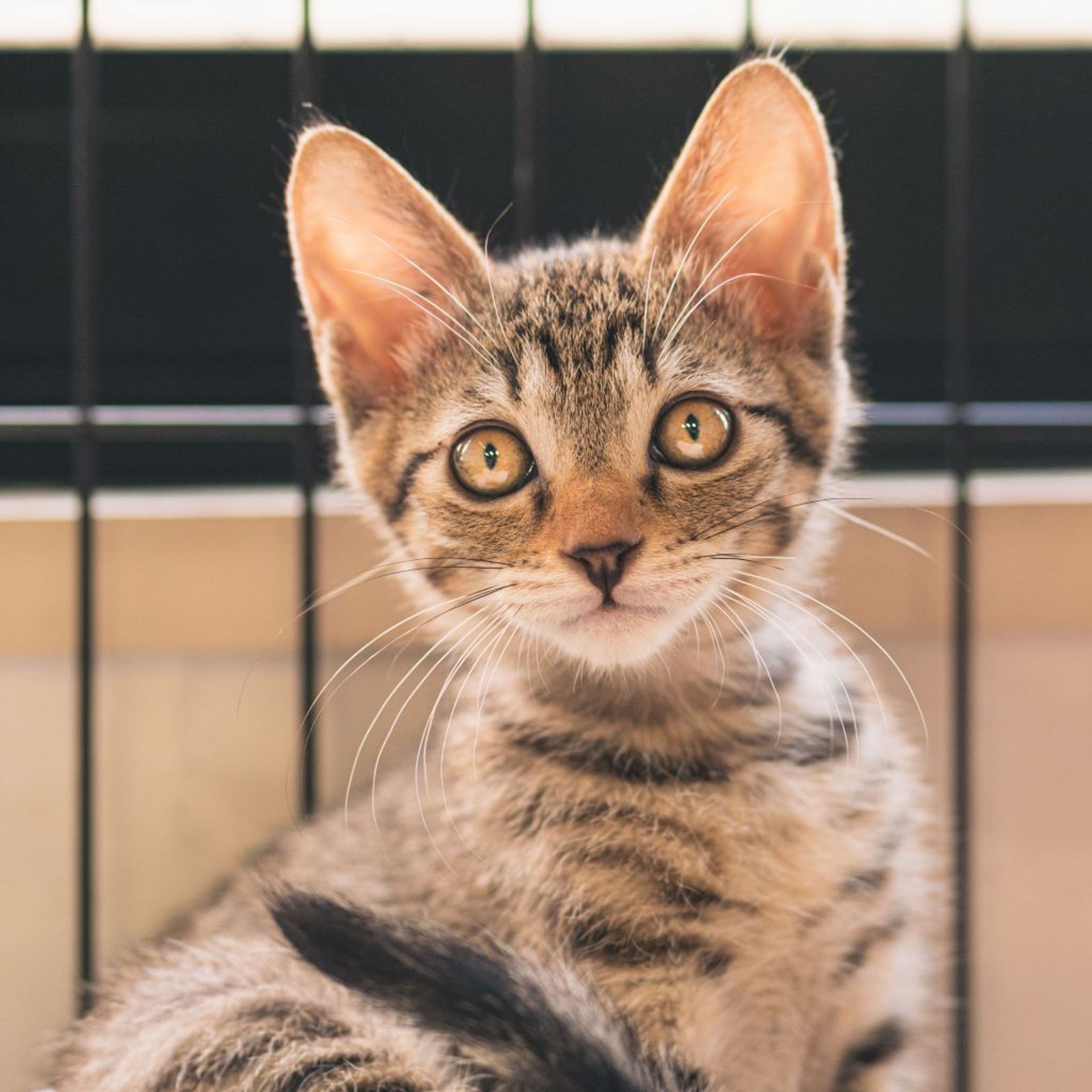 雑種（ミックス猫）・オスの里親募集の写真
