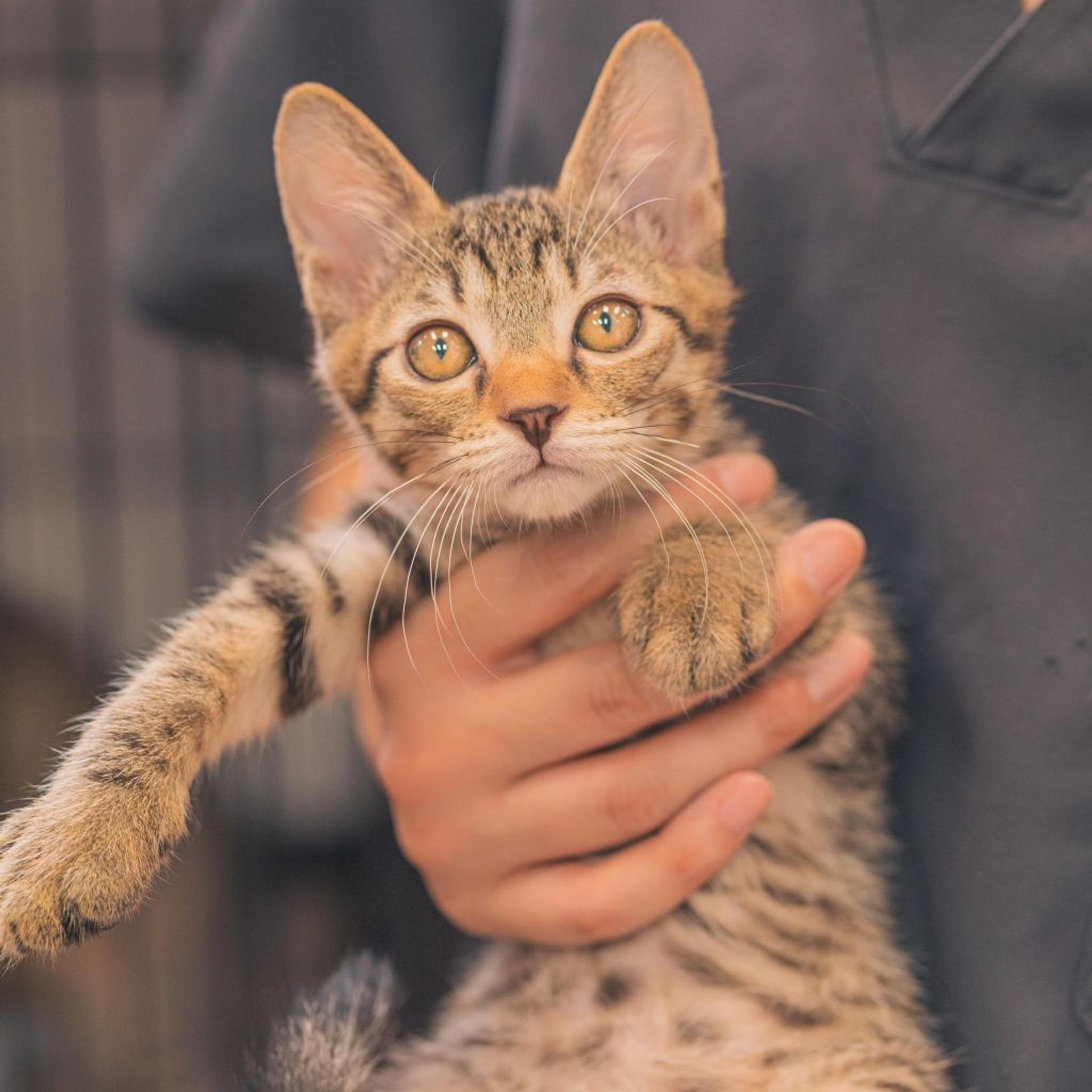 pet-image-4
