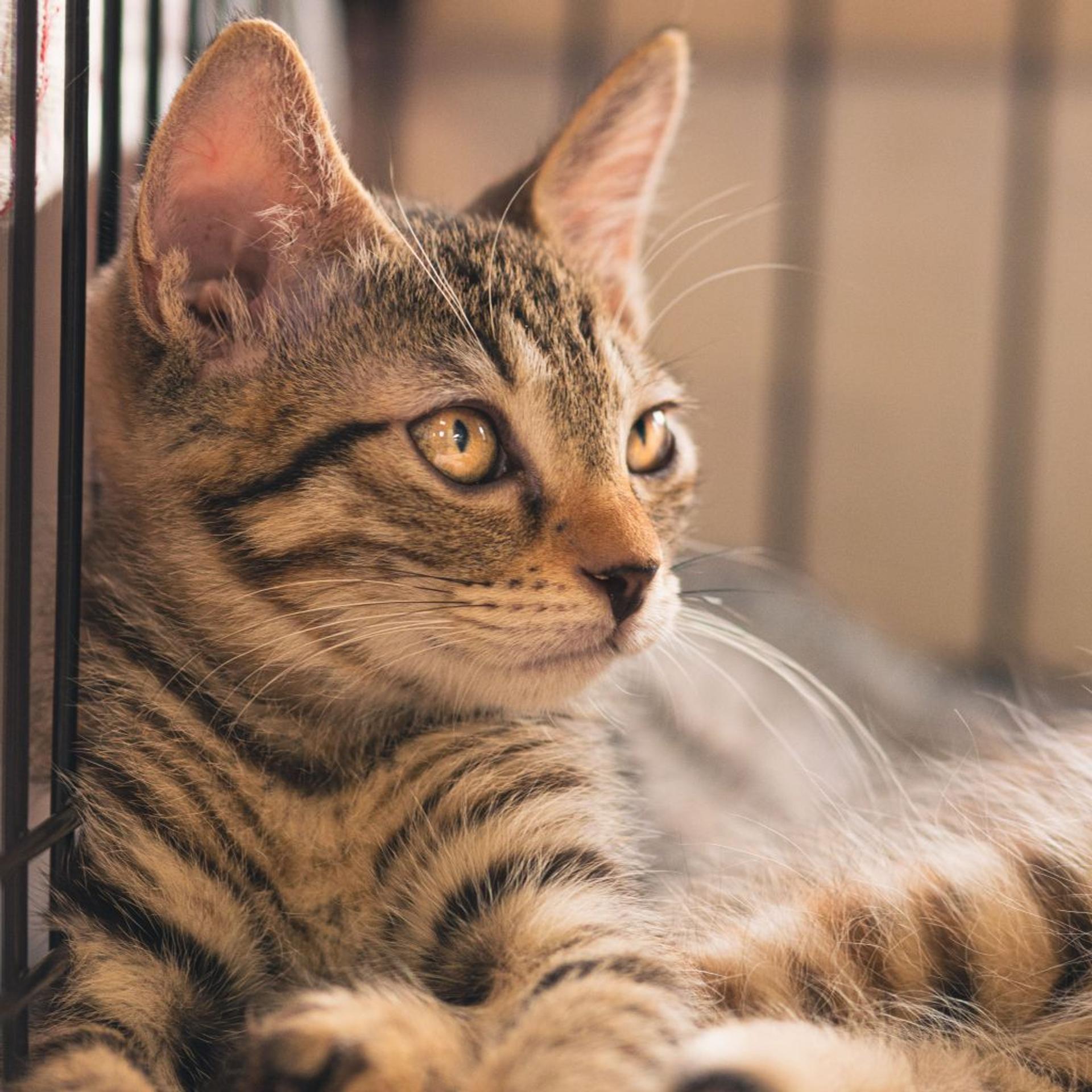 pet-image-7