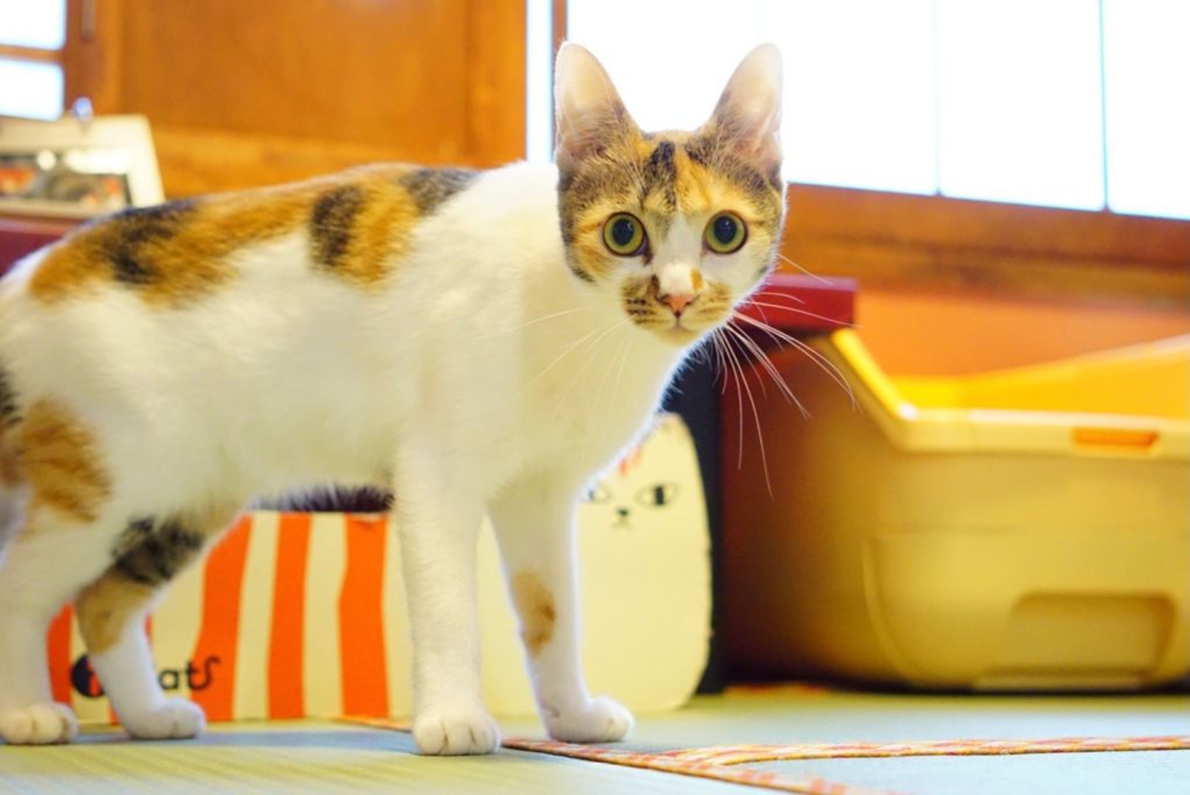 雑種（ミックス猫）・メスの里親募集の写真