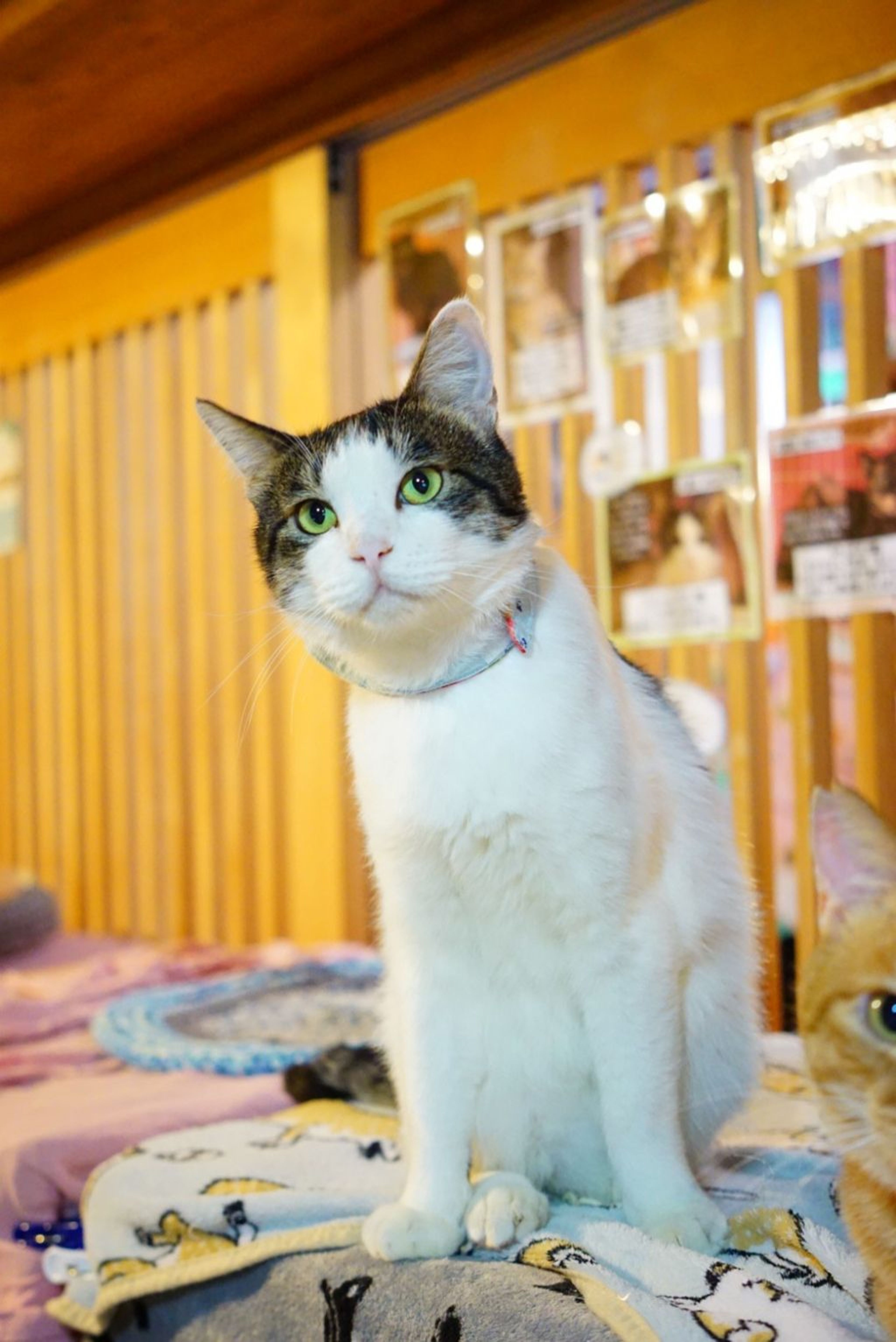 雑種（ミックス猫）・オスの里親募集の写真