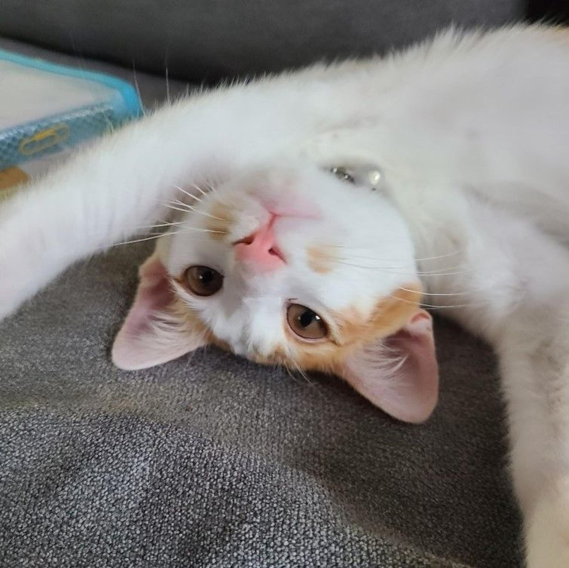 pet-image-2