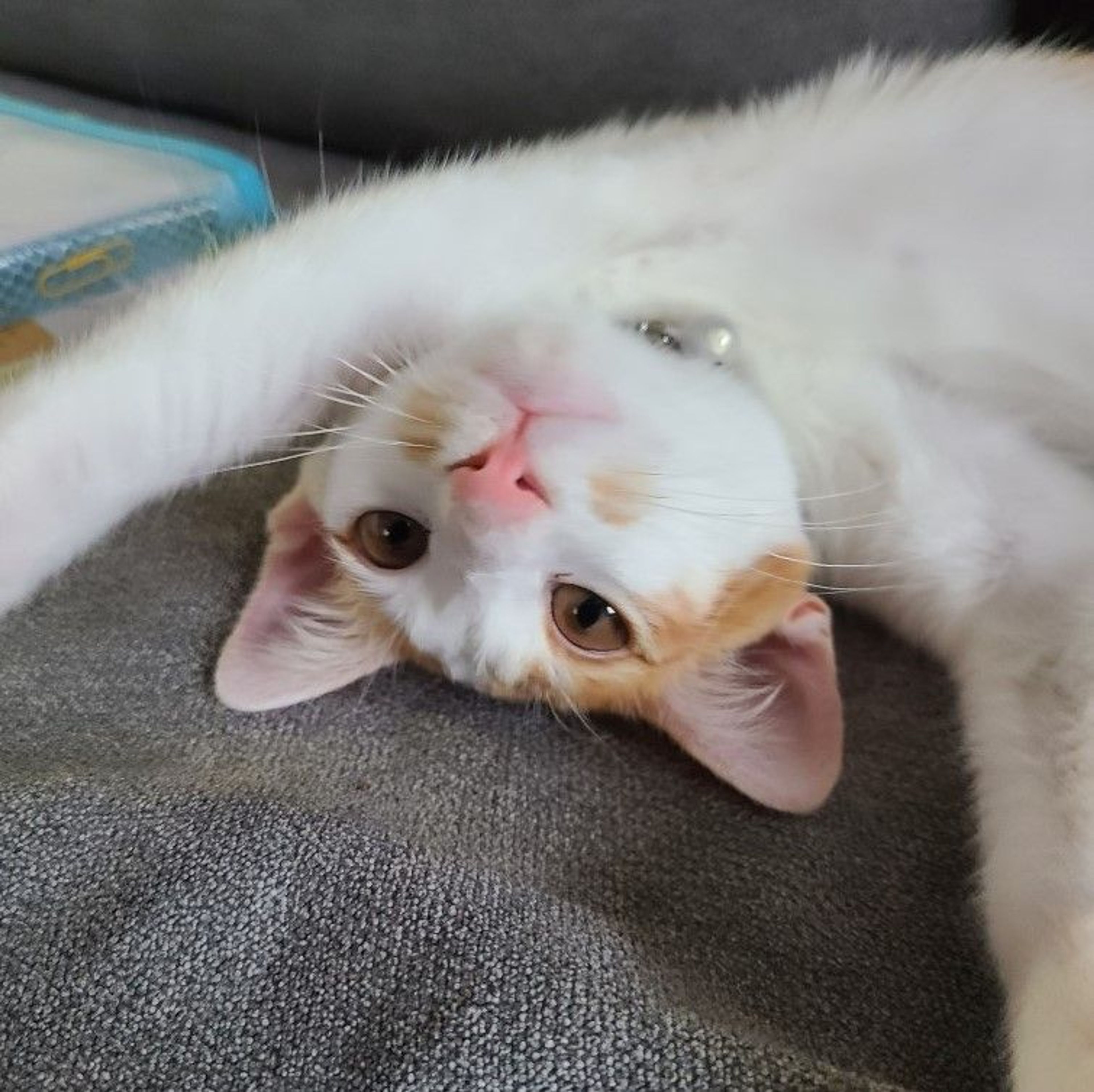pet-image-2