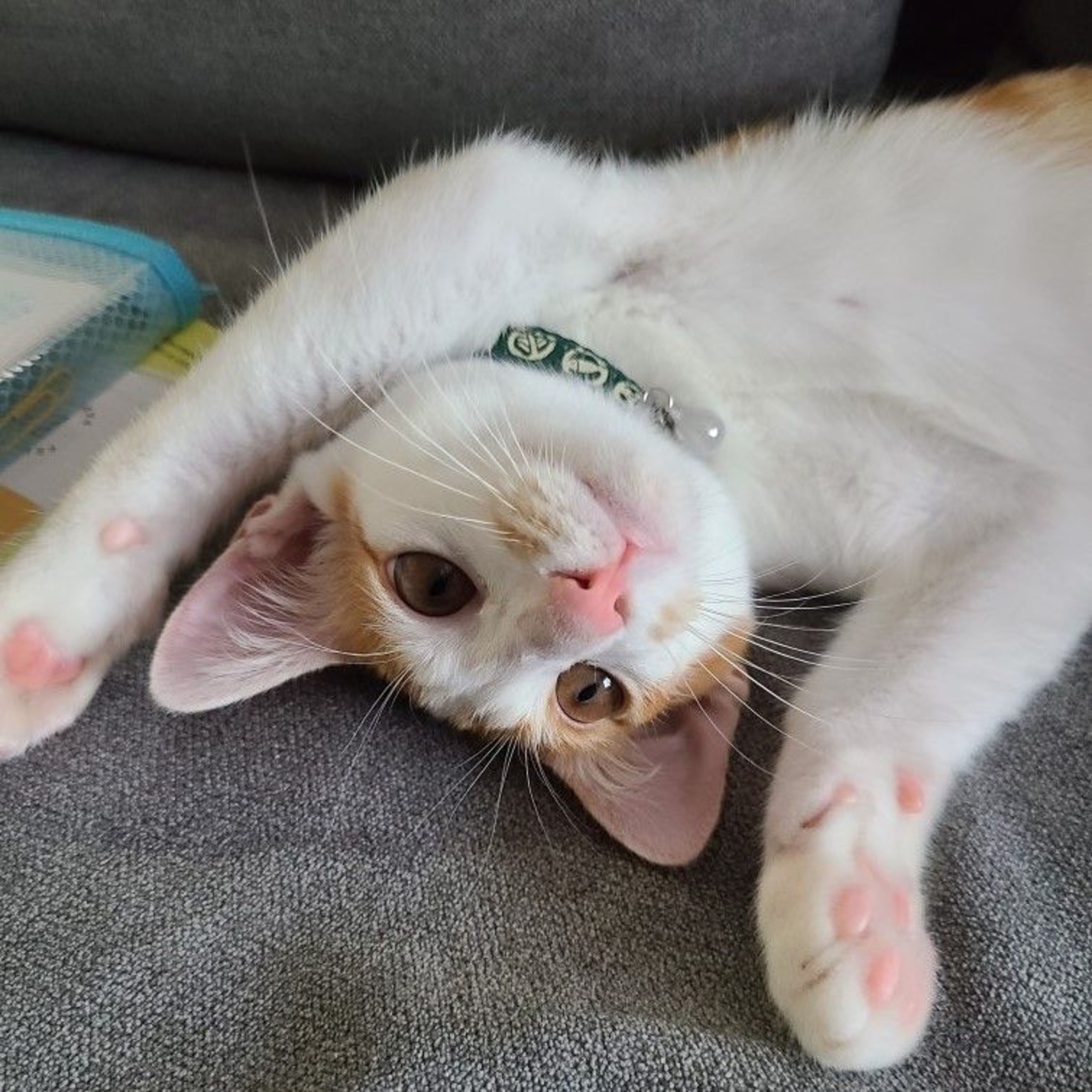 pet-image-3
