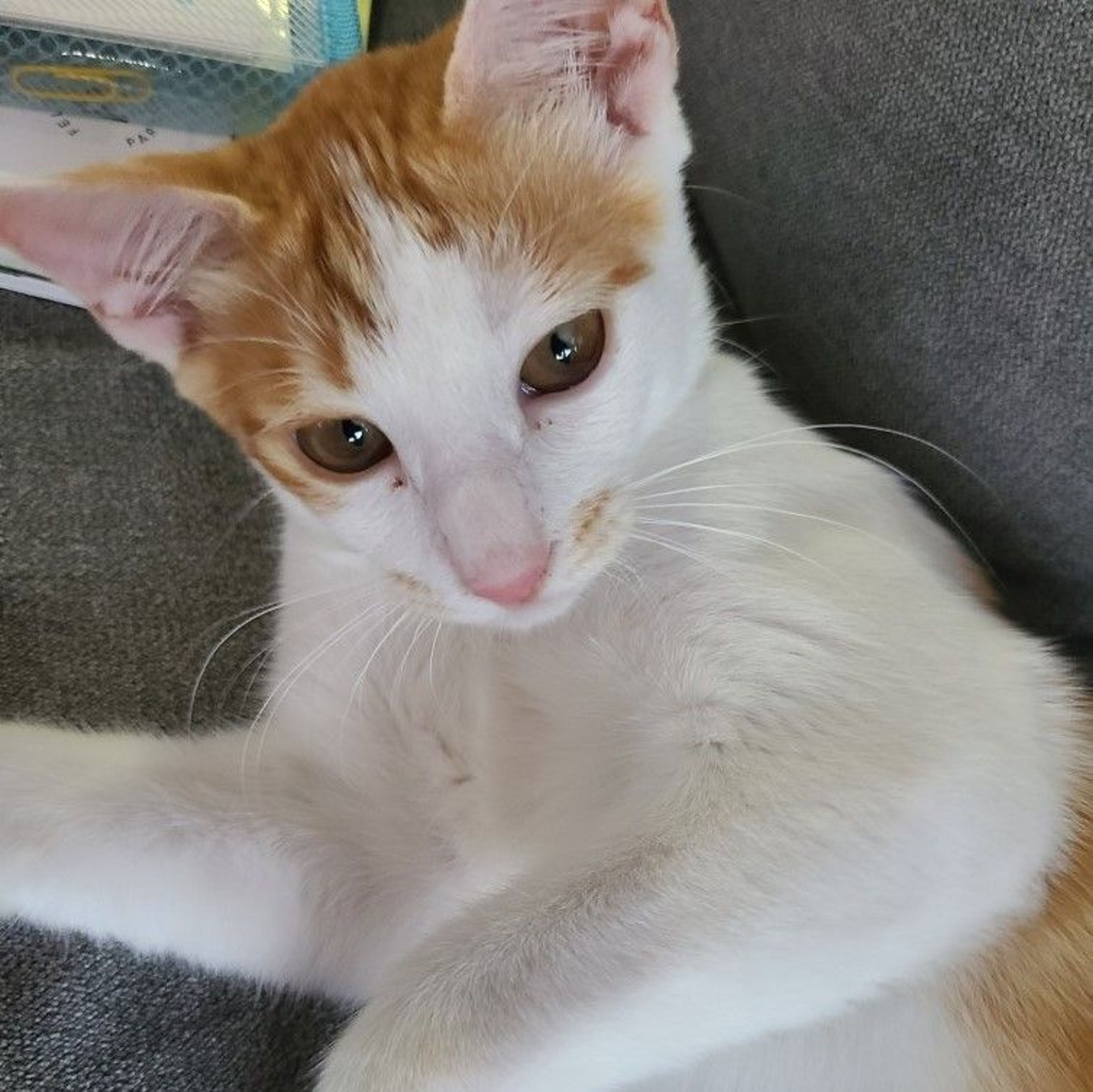 pet-image-4