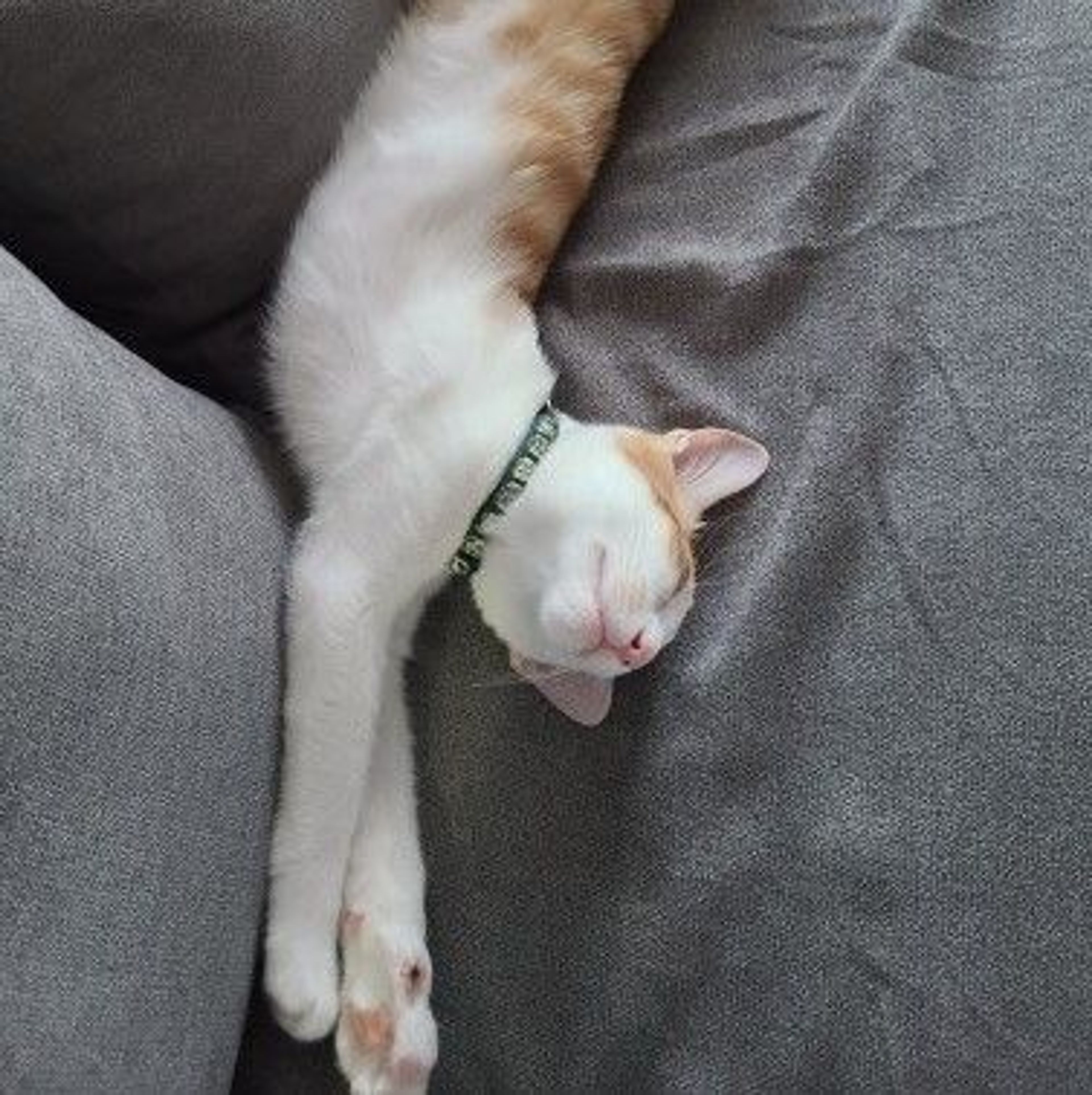 pet-image-5