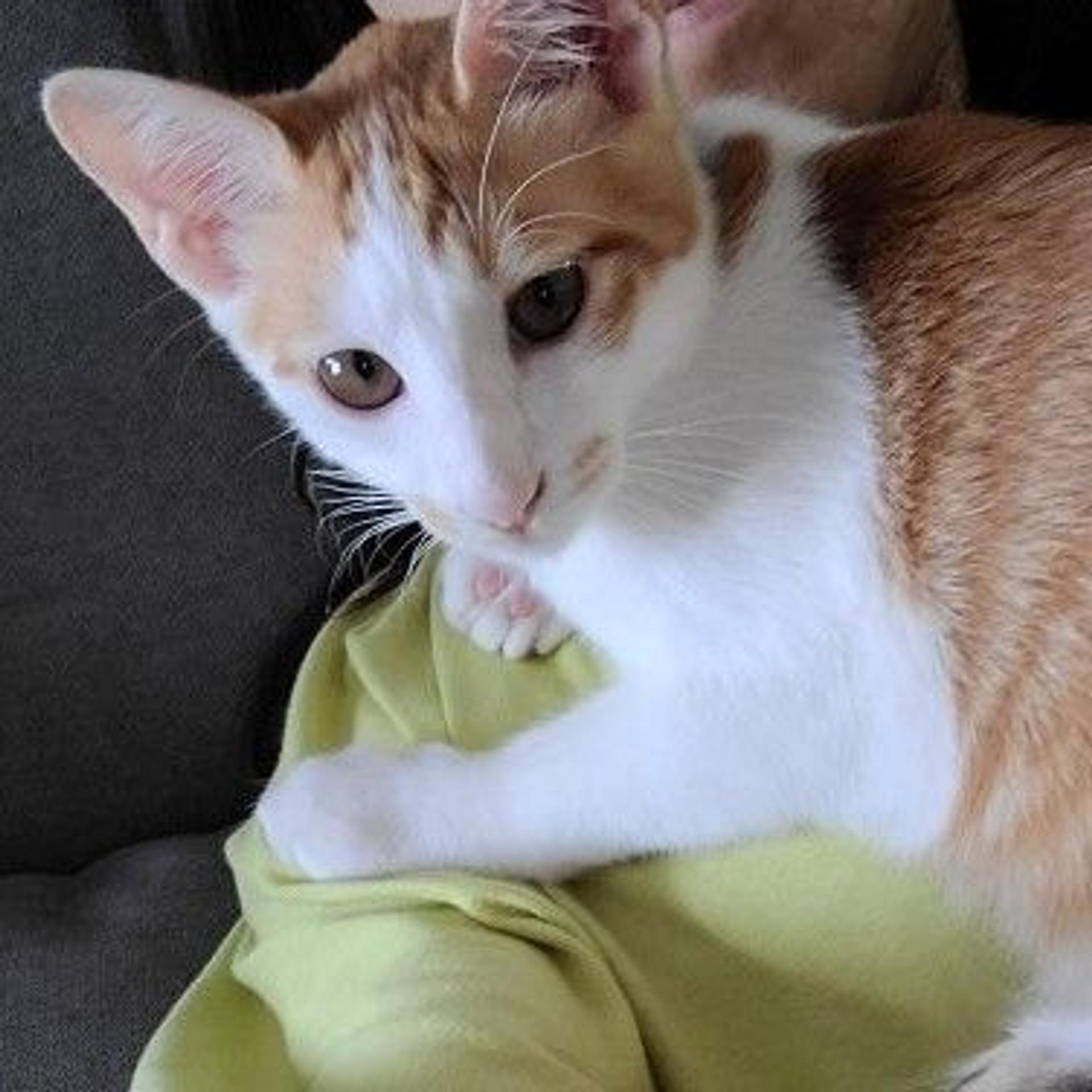 pet-image-6