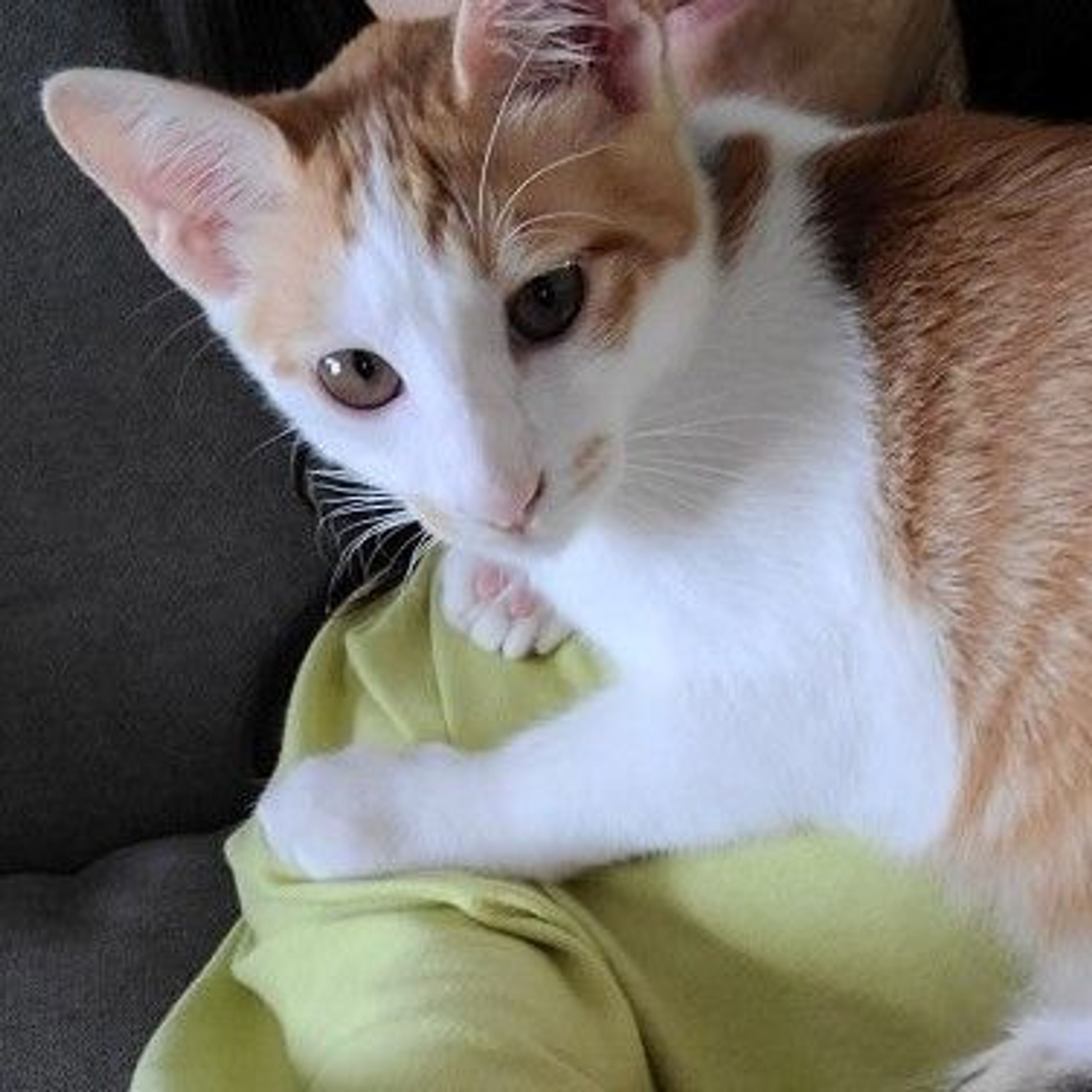 pet-image-6