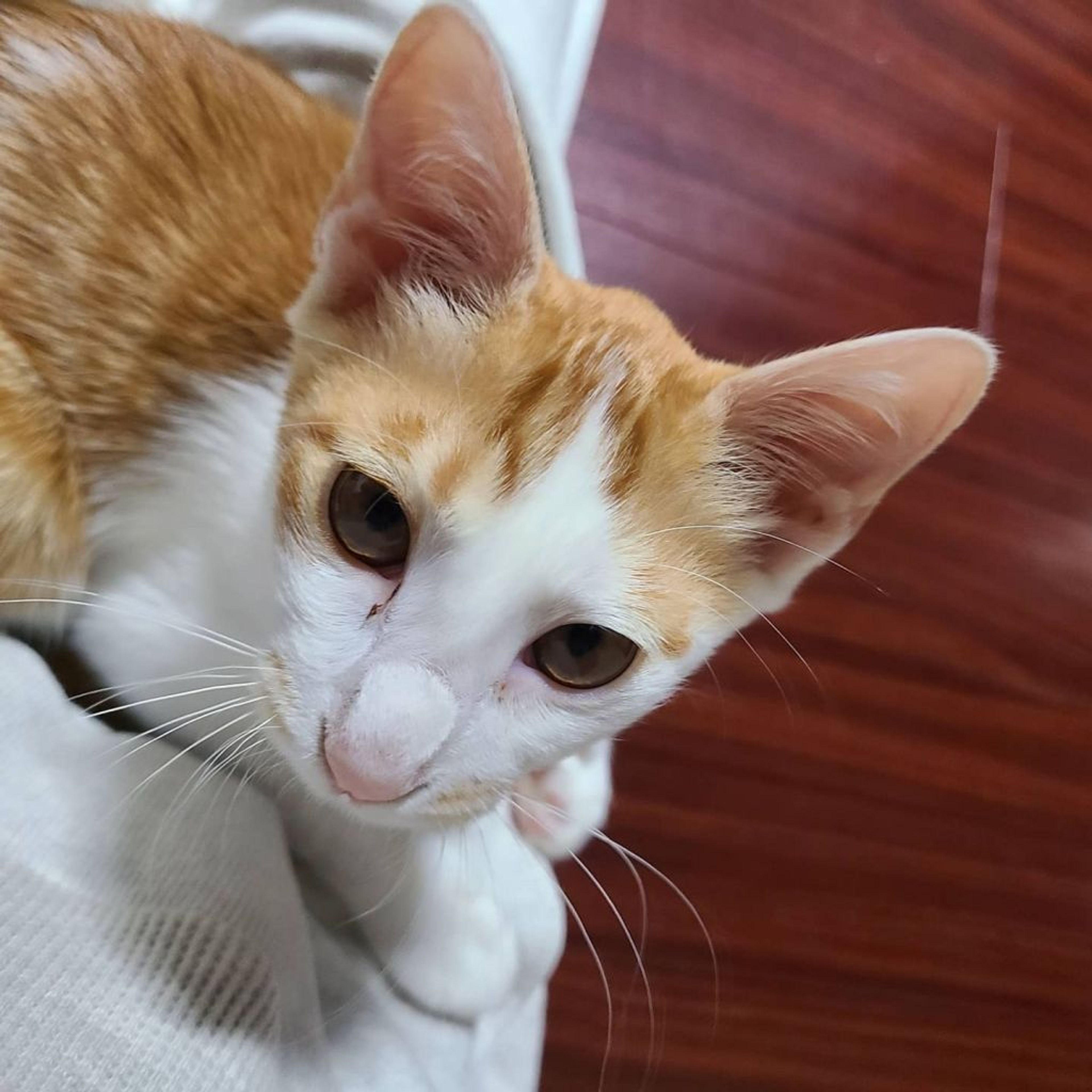 pet-image-7