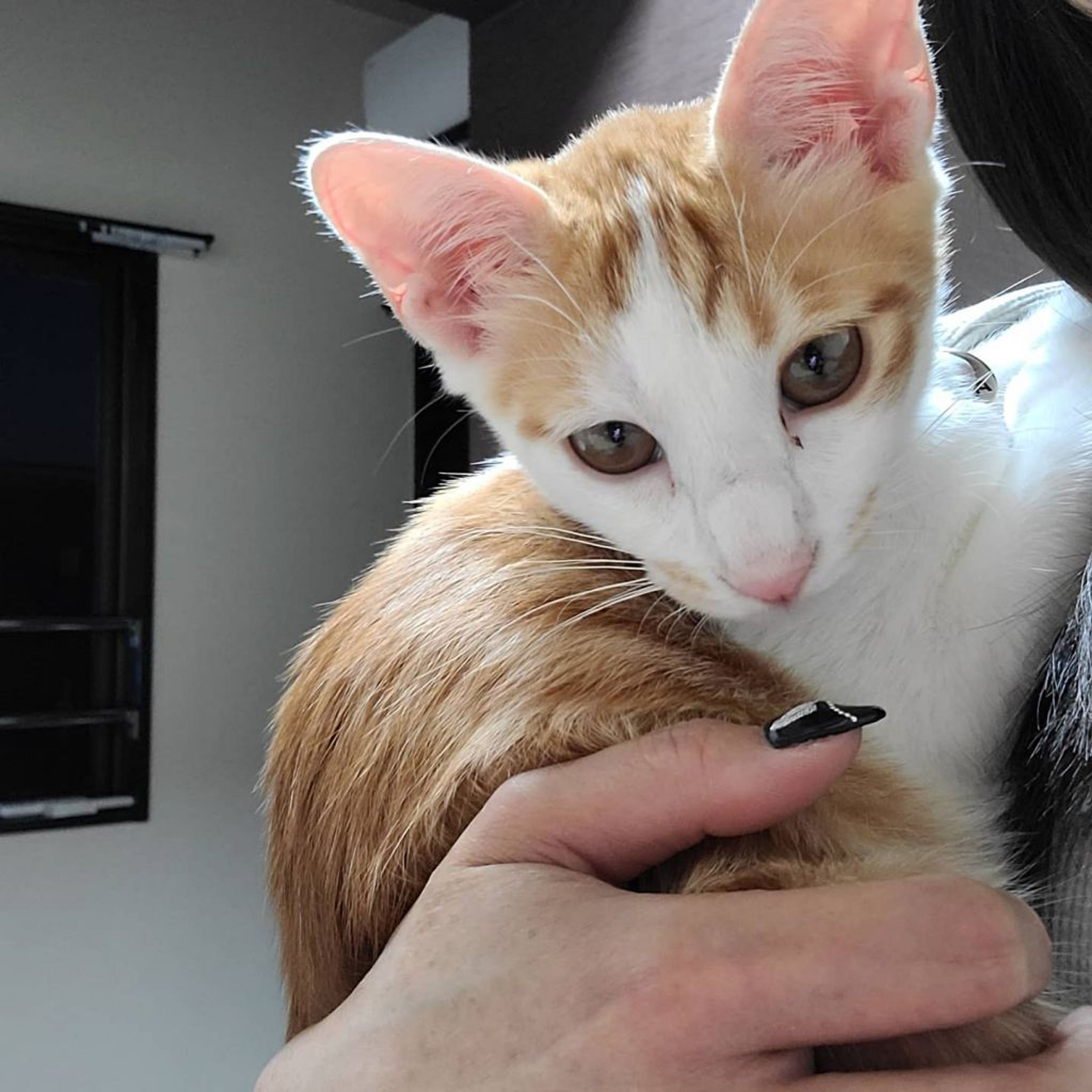 pet-image-8