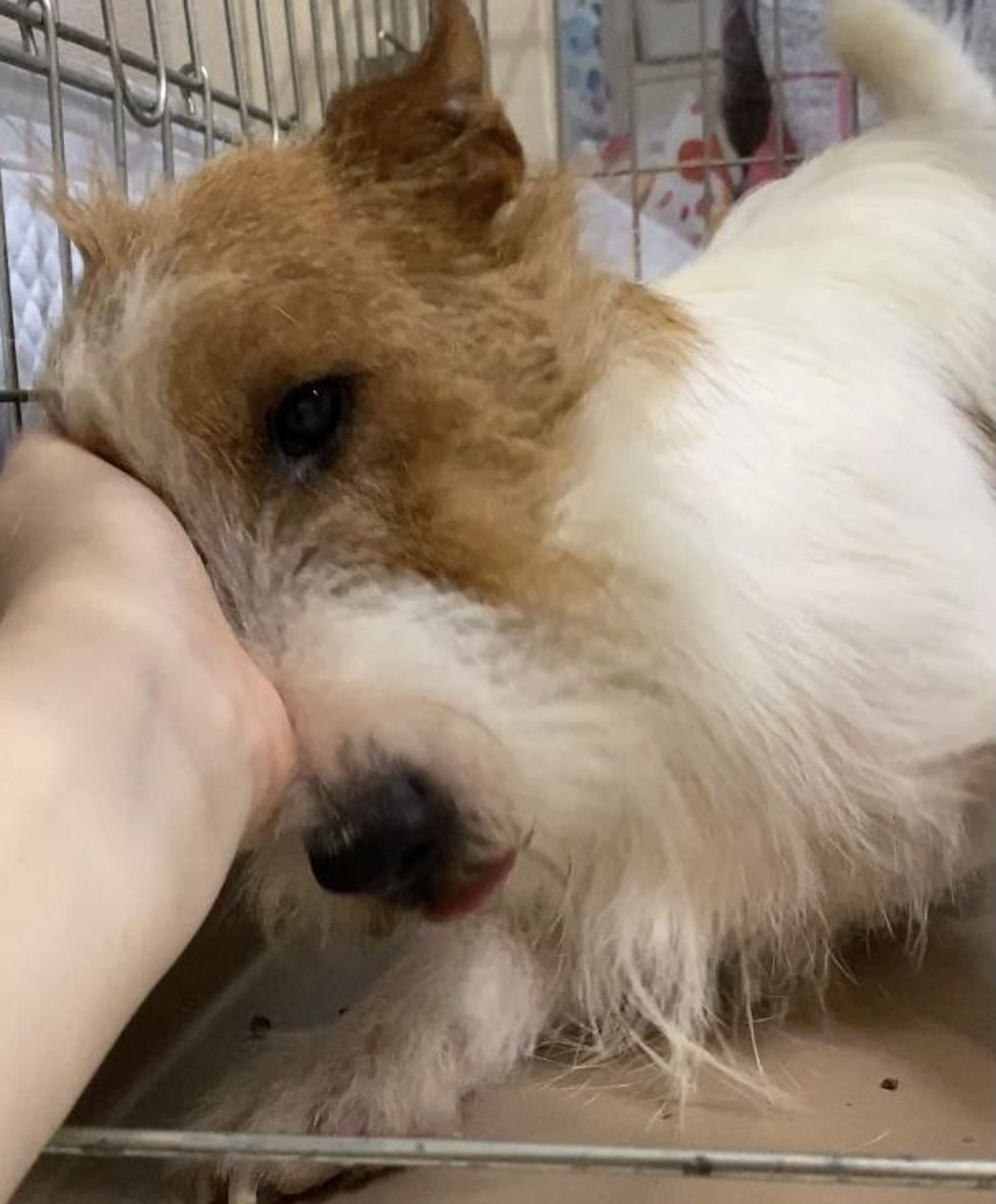 pet-image-2
