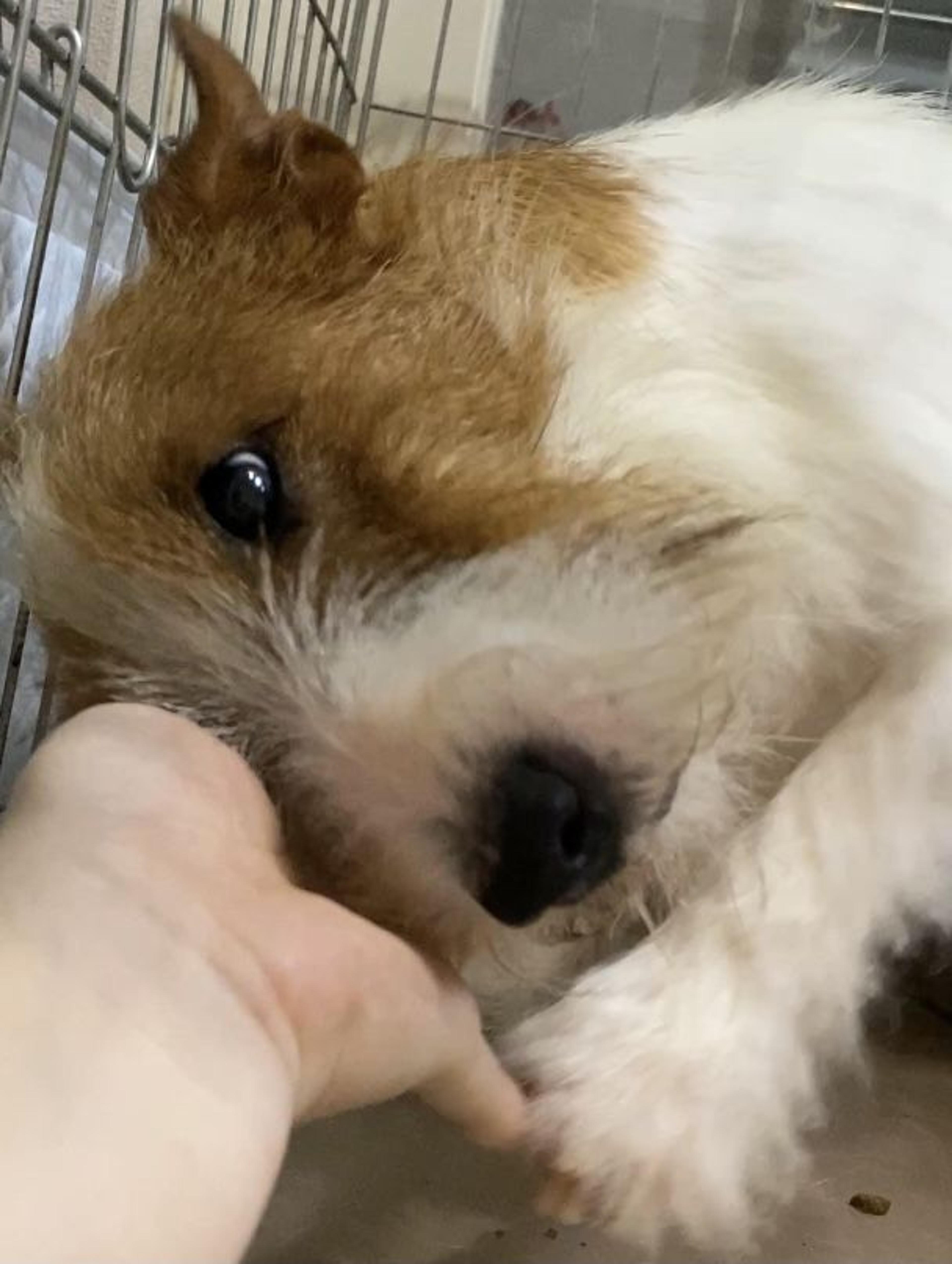 pet-image-3