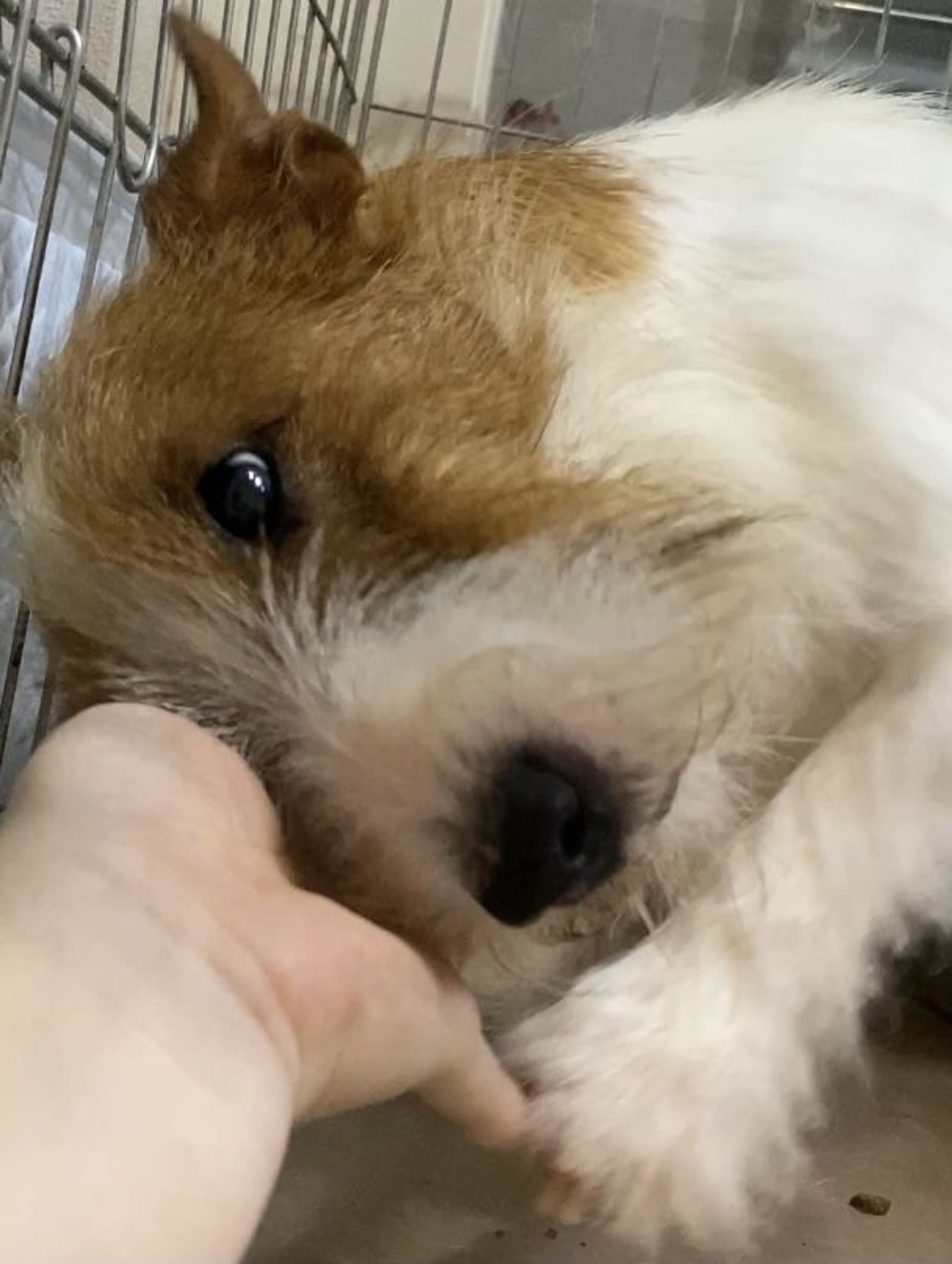 pet-image-3