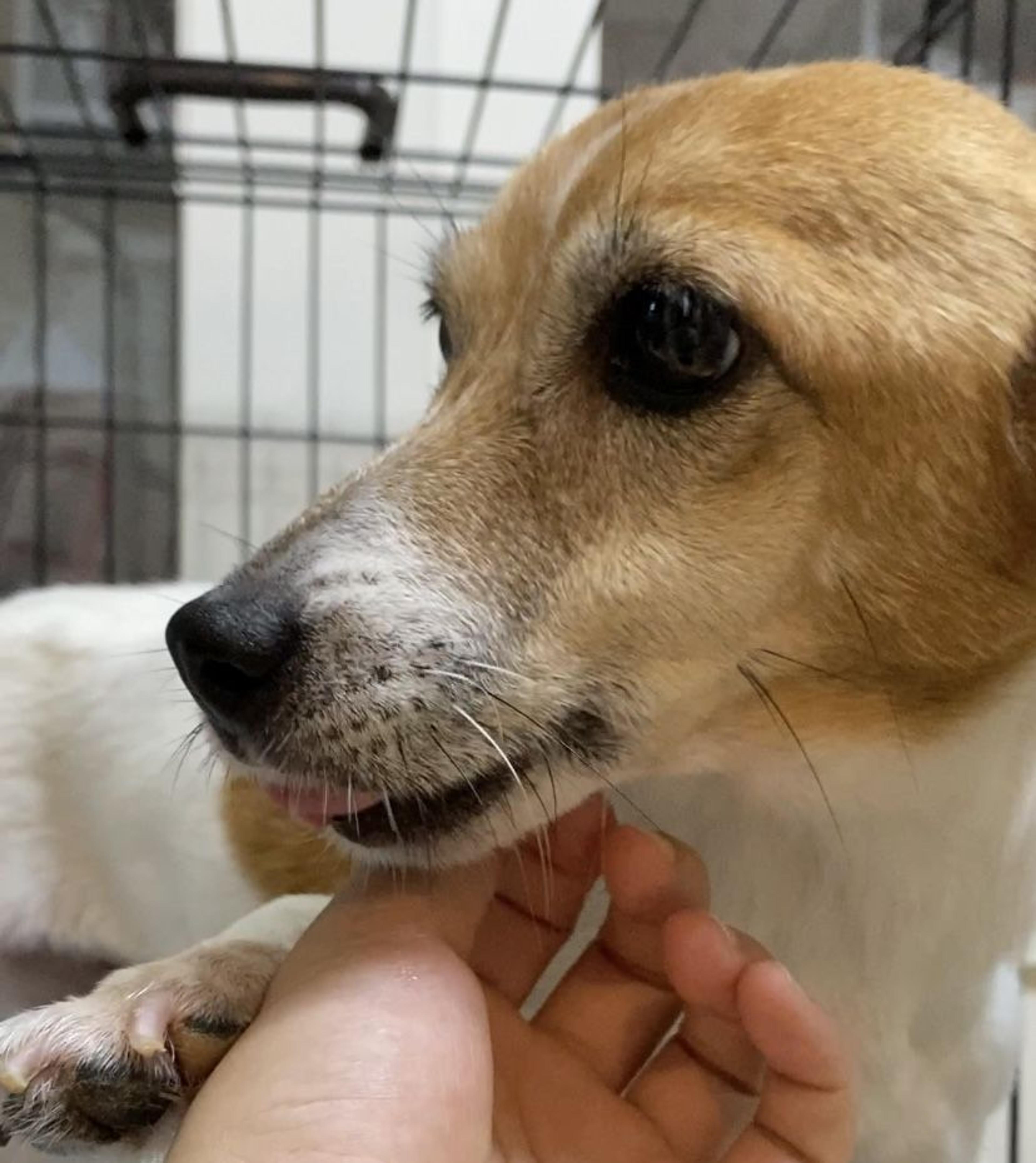 pet-image-2