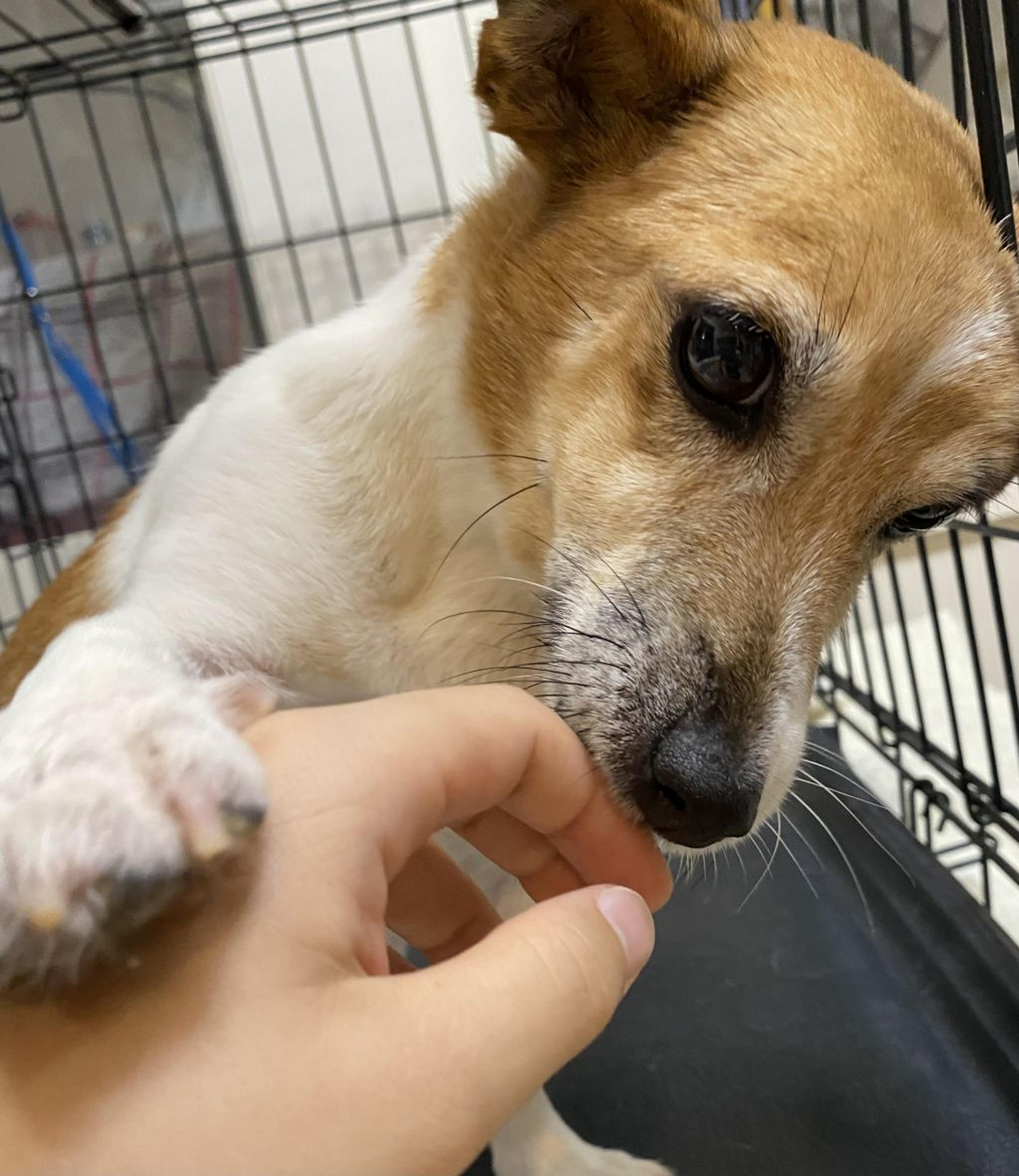 pet-image-3