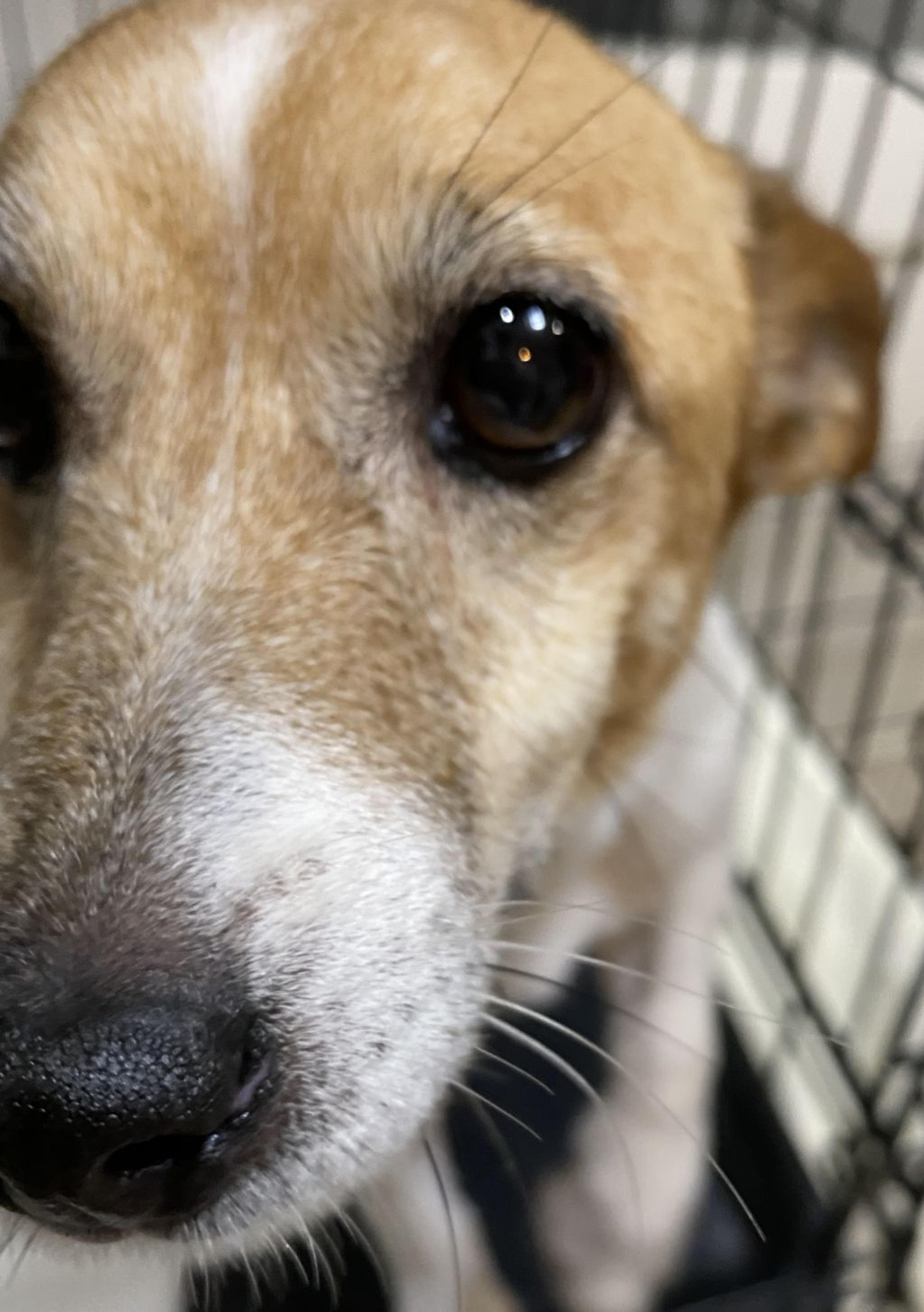 pet-image-4