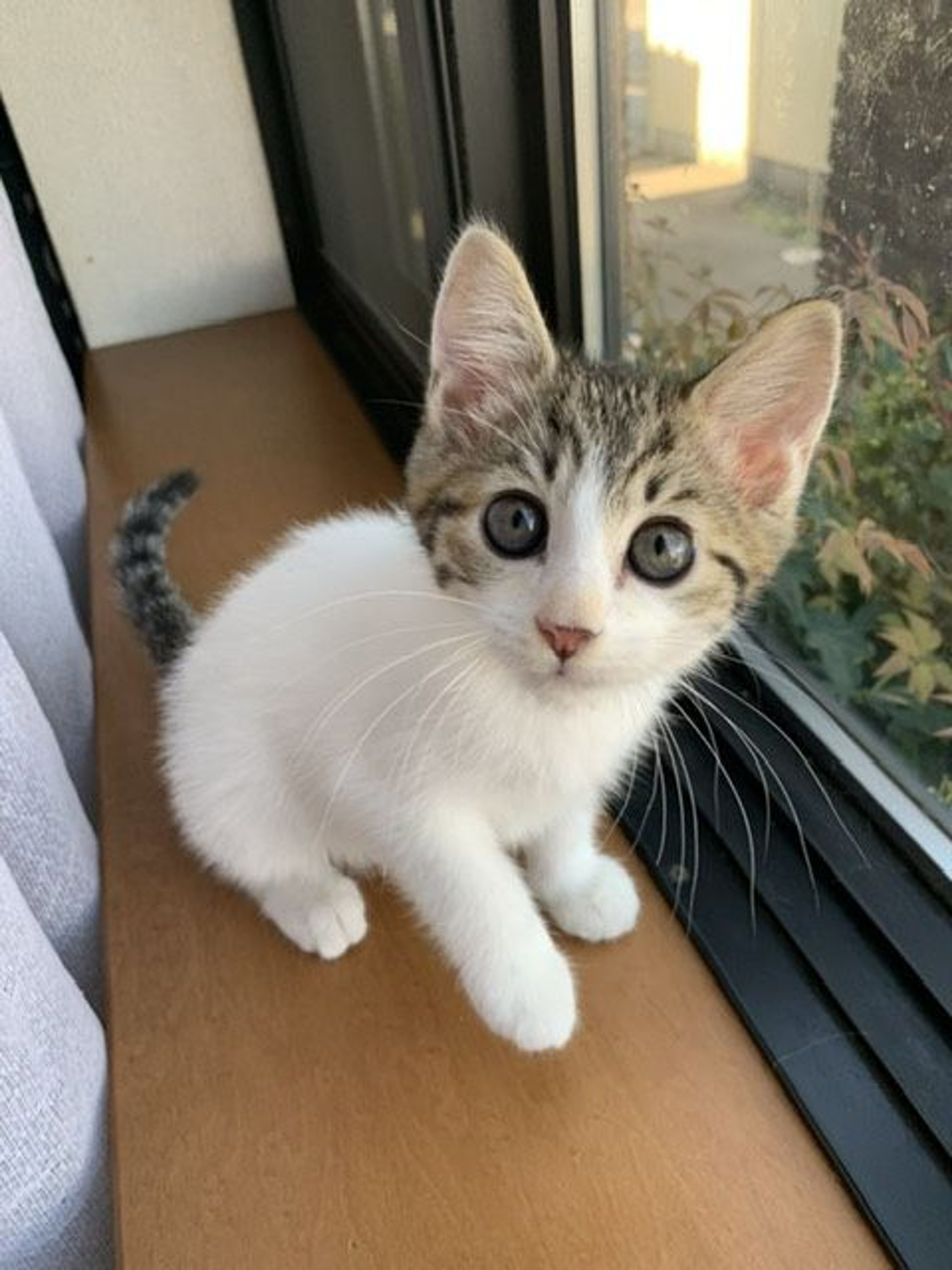 雑種（ミックス猫）・オスの里親募集の写真