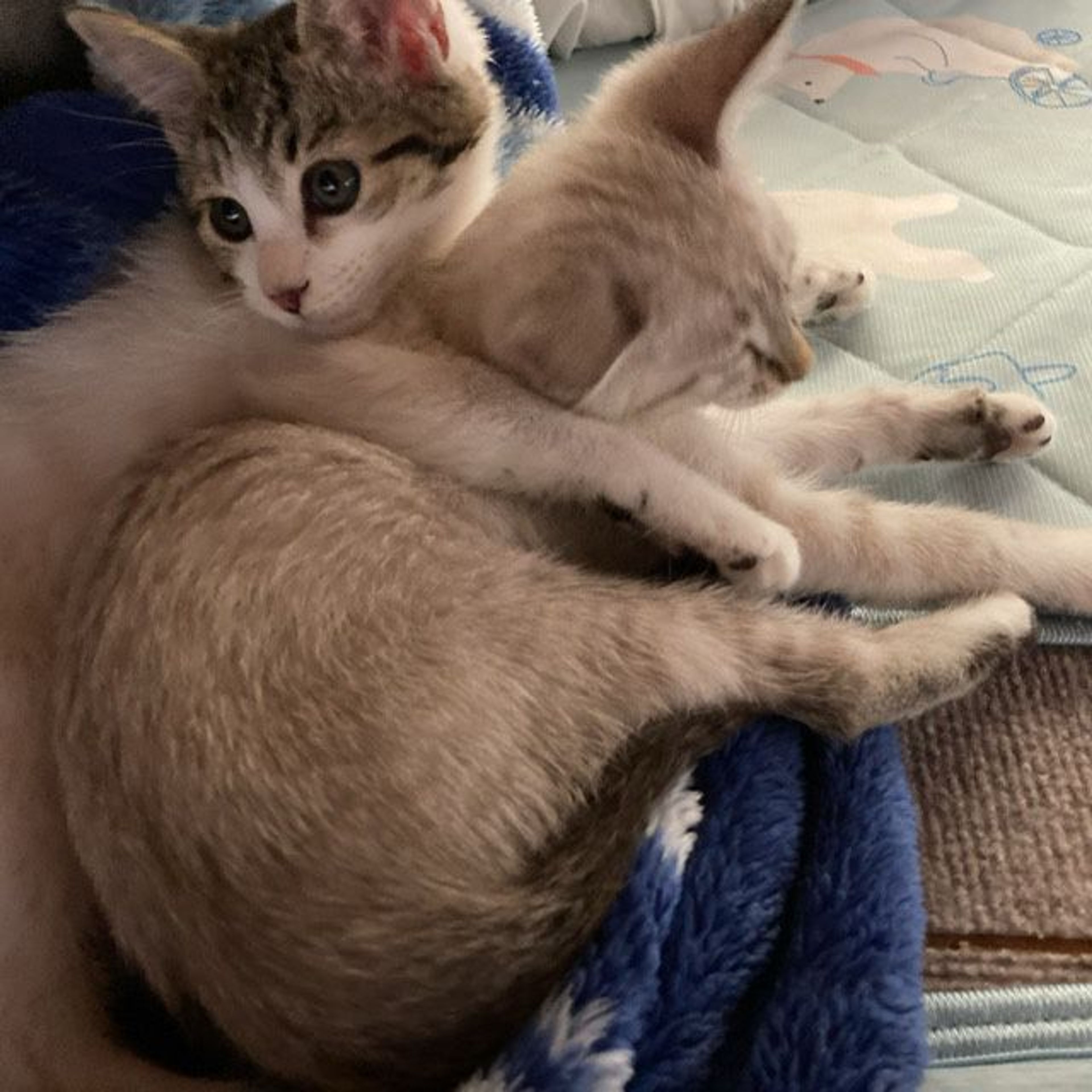 pet-image-3