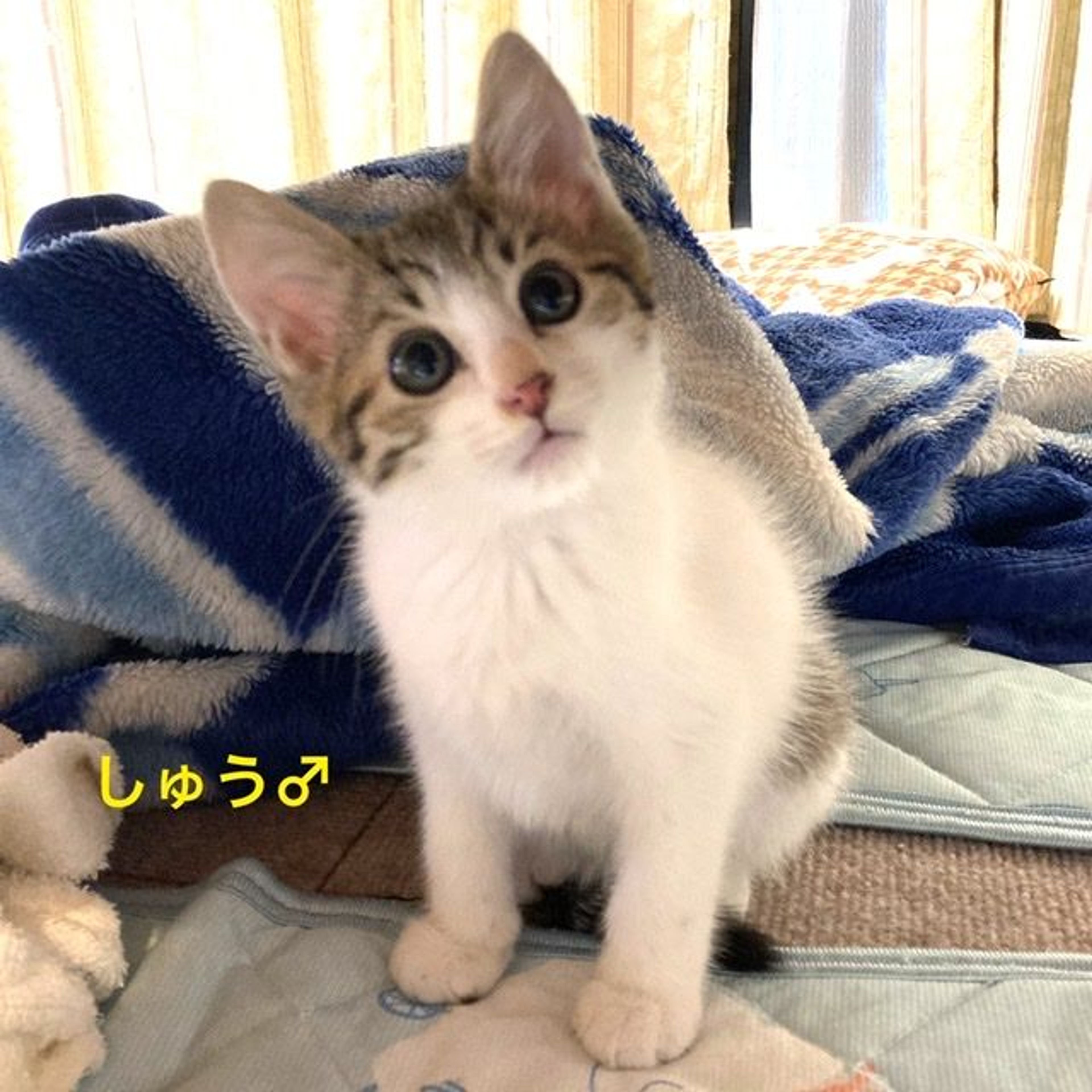 pet-image-4
