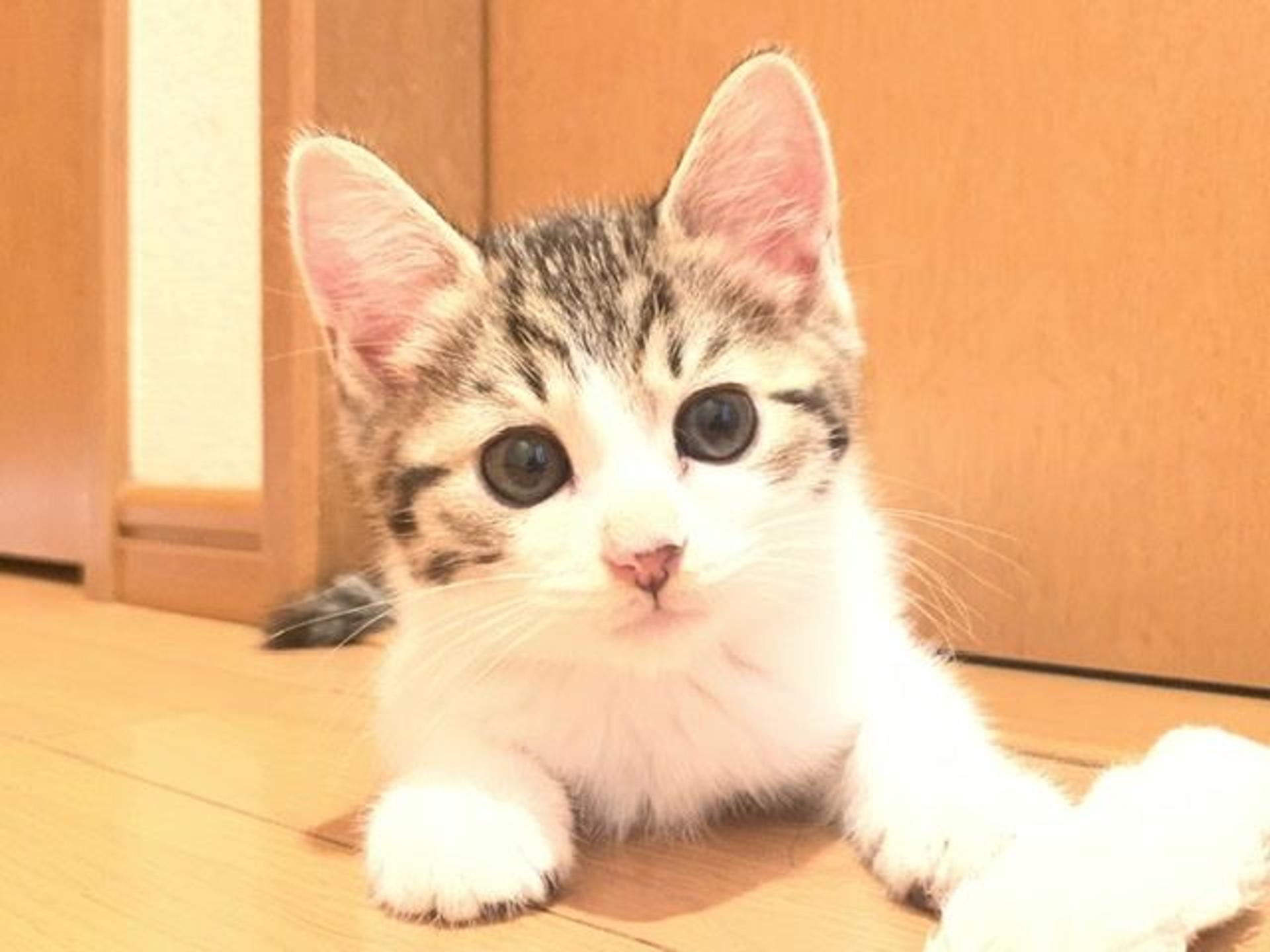 pet-image-5
