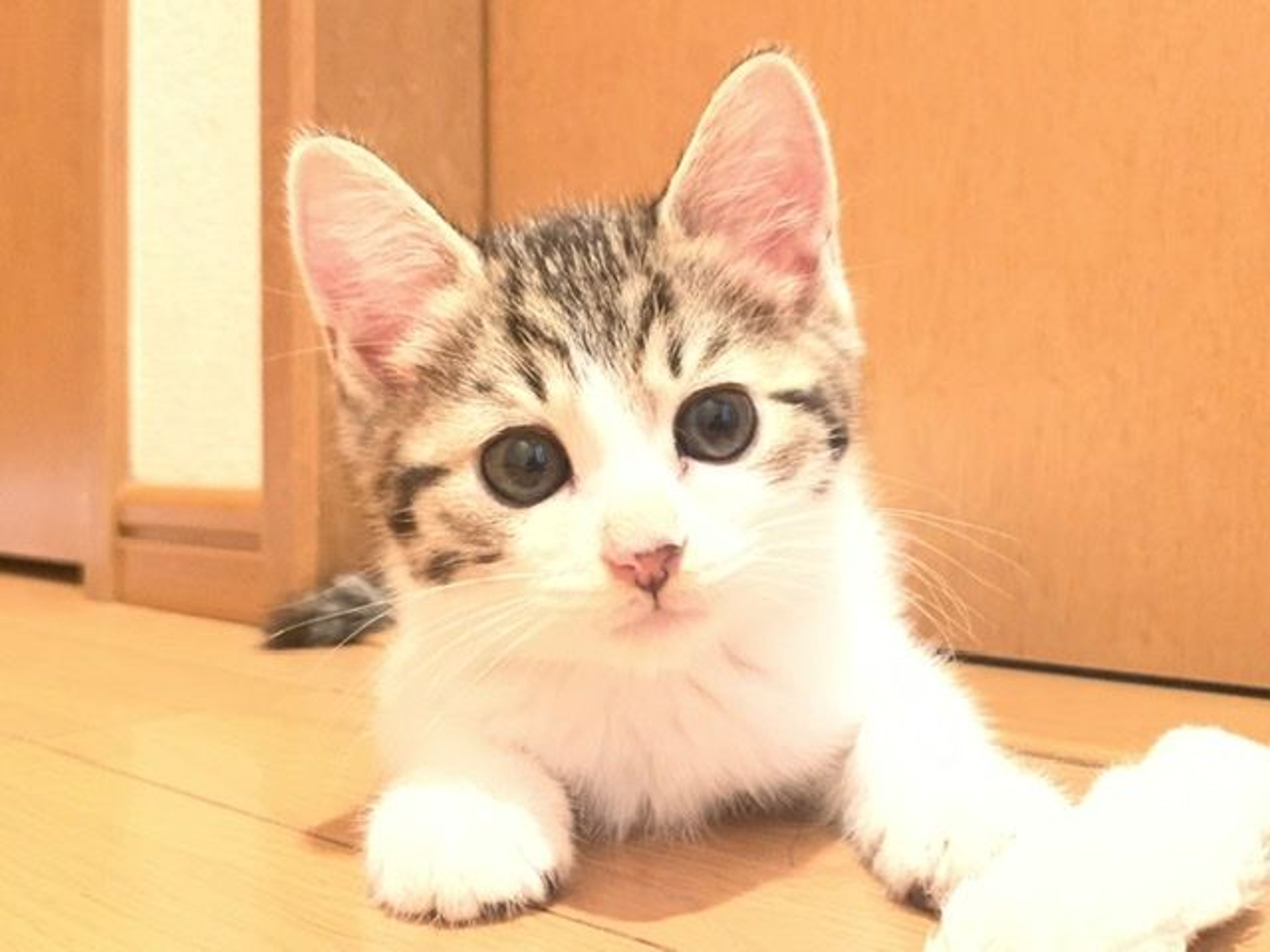 pet-image-5