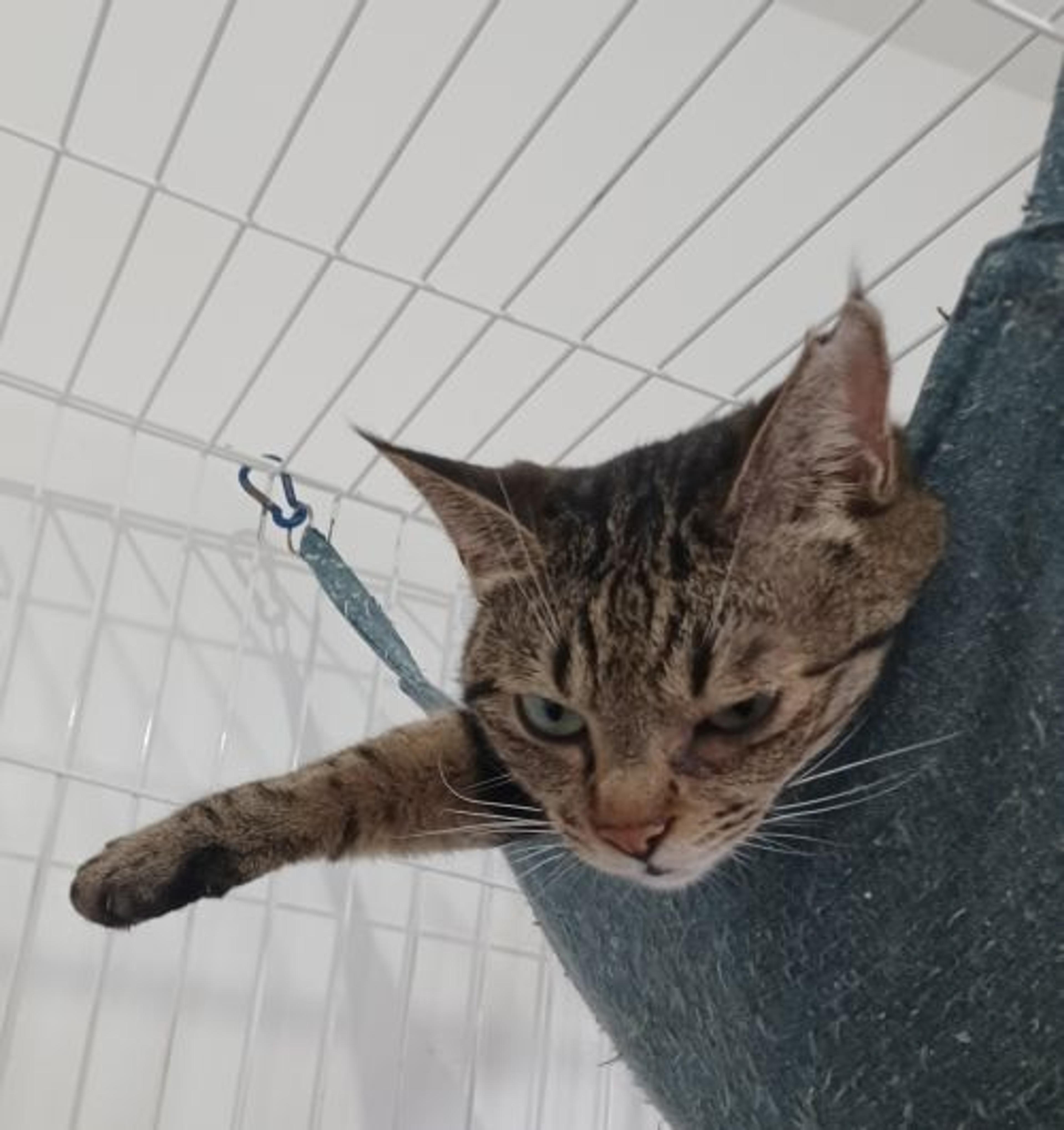 pet-image-3