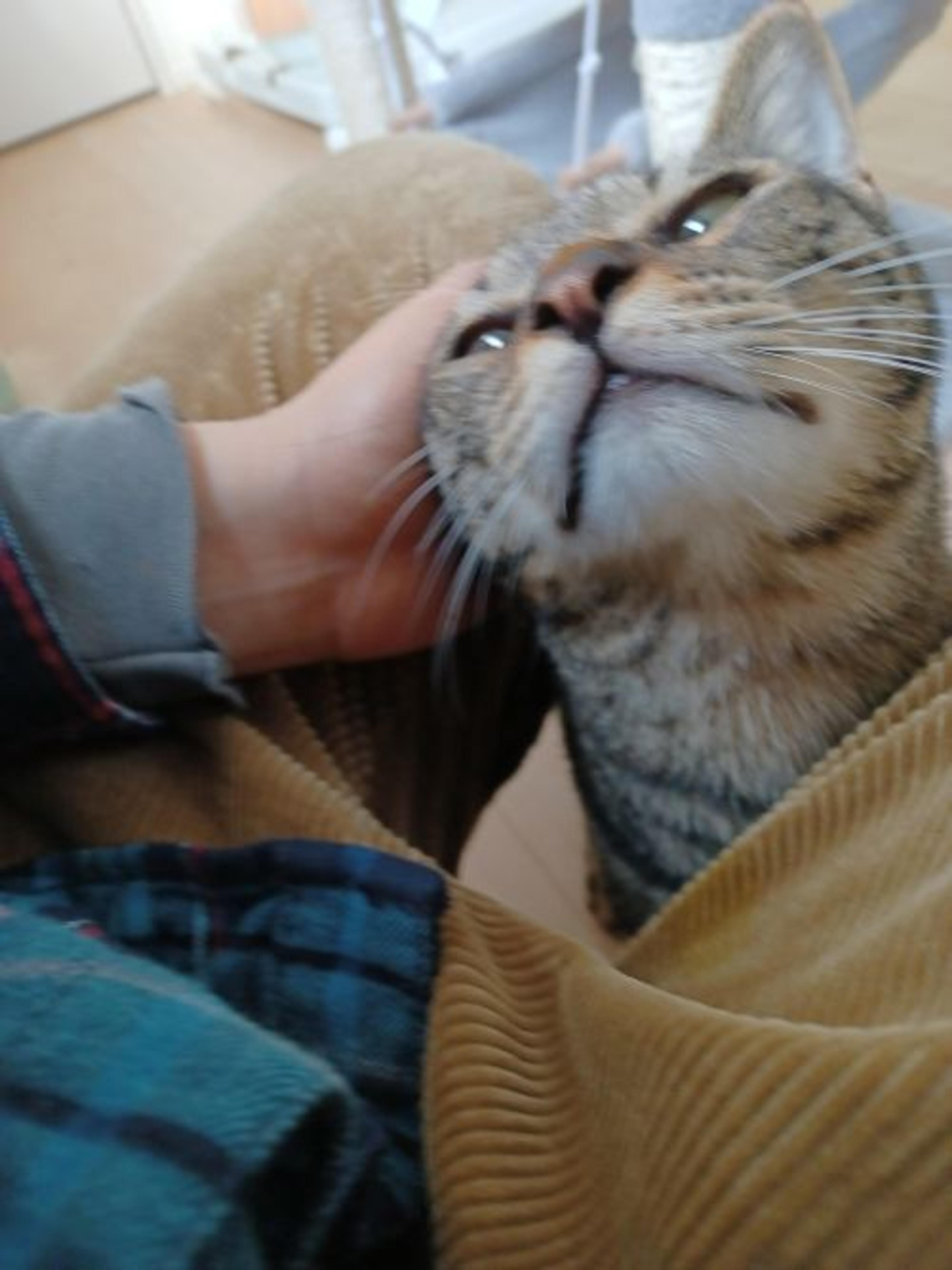 pet-image-5
