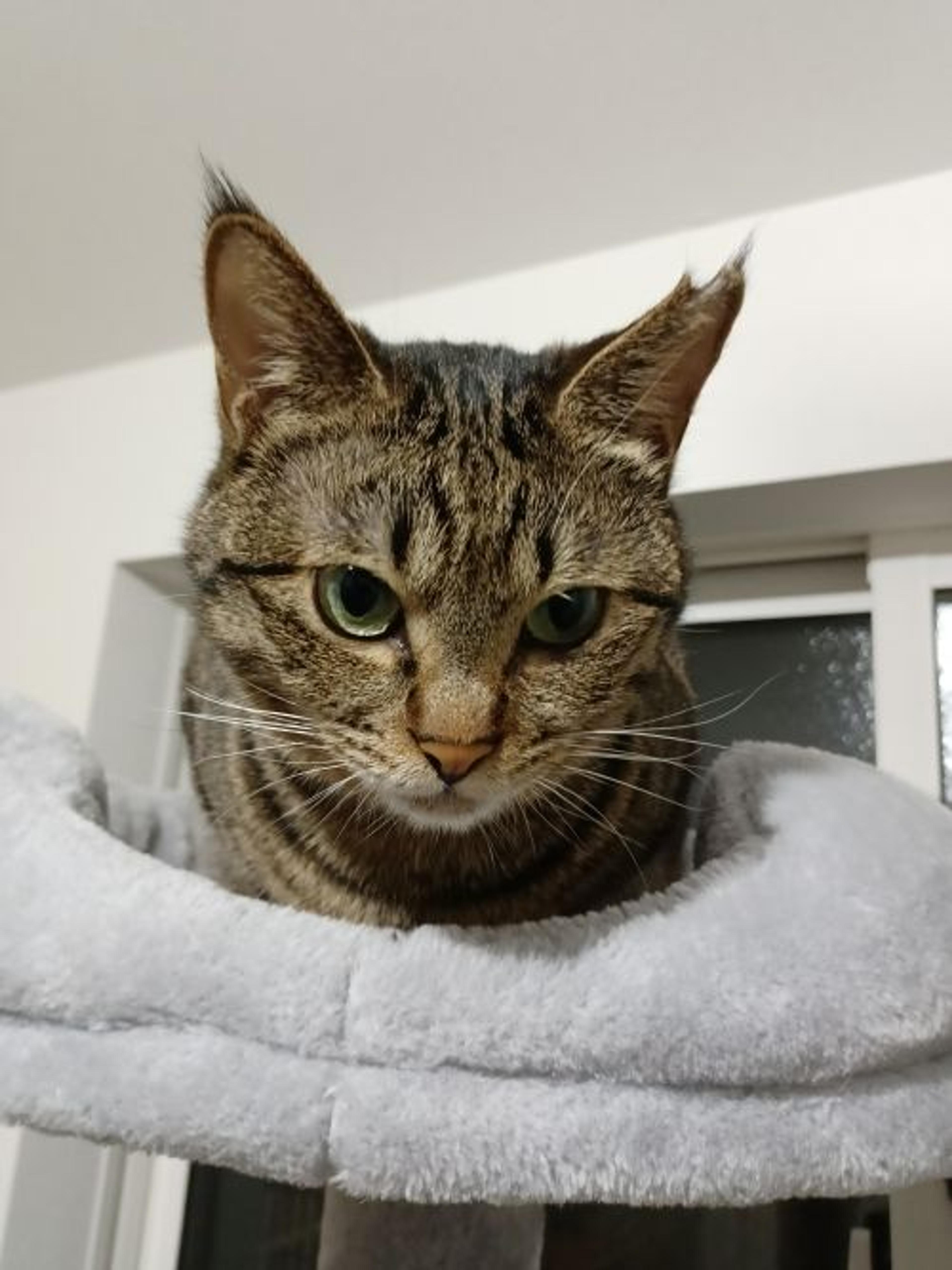 pet-image-6