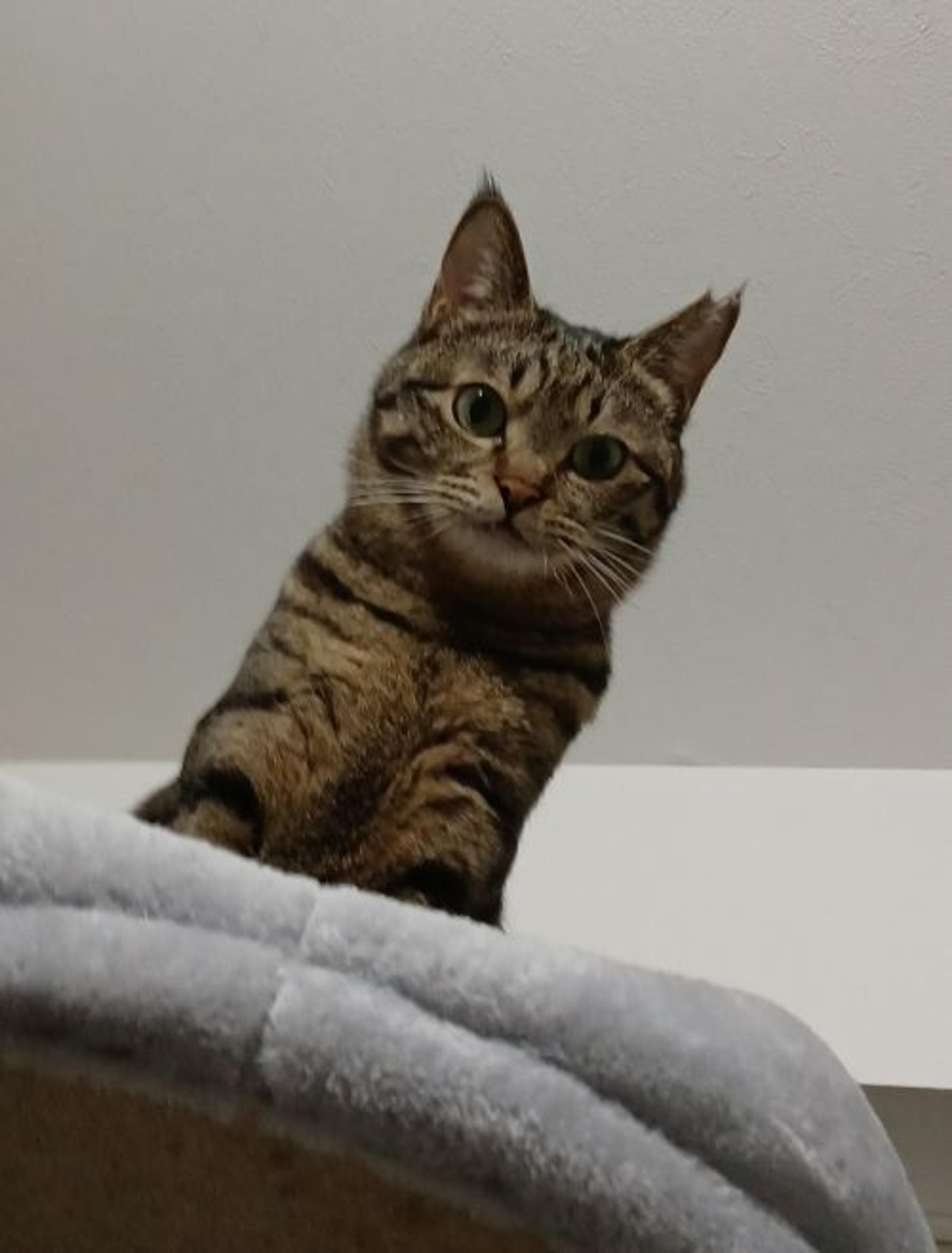 pet-image-7