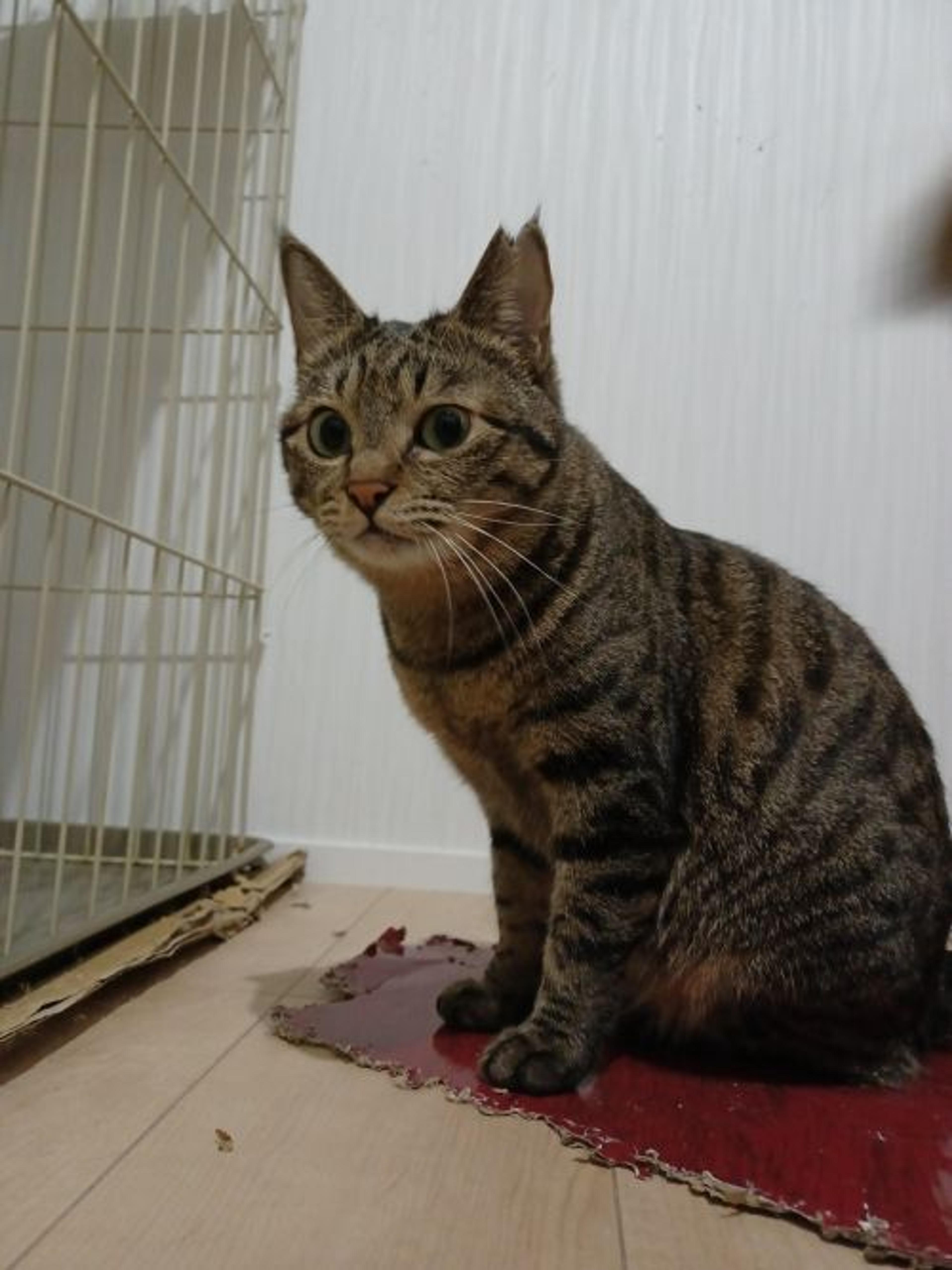pet-image-8
