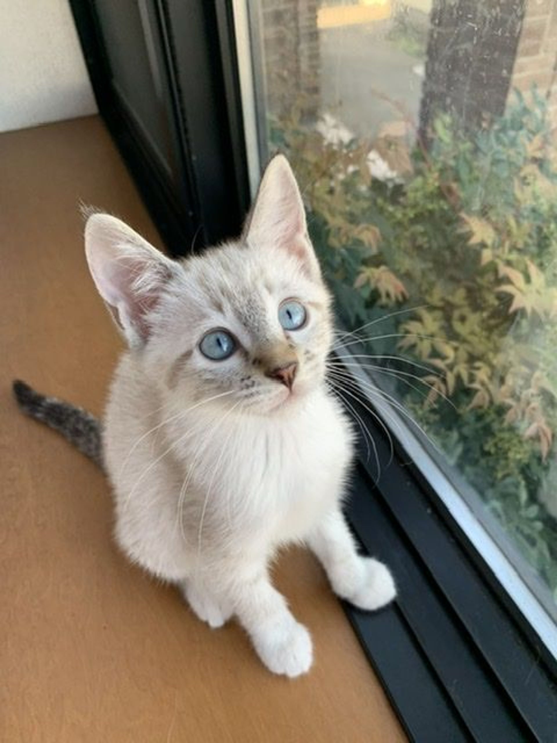雑種（ミックス猫）・メスの里親募集の写真