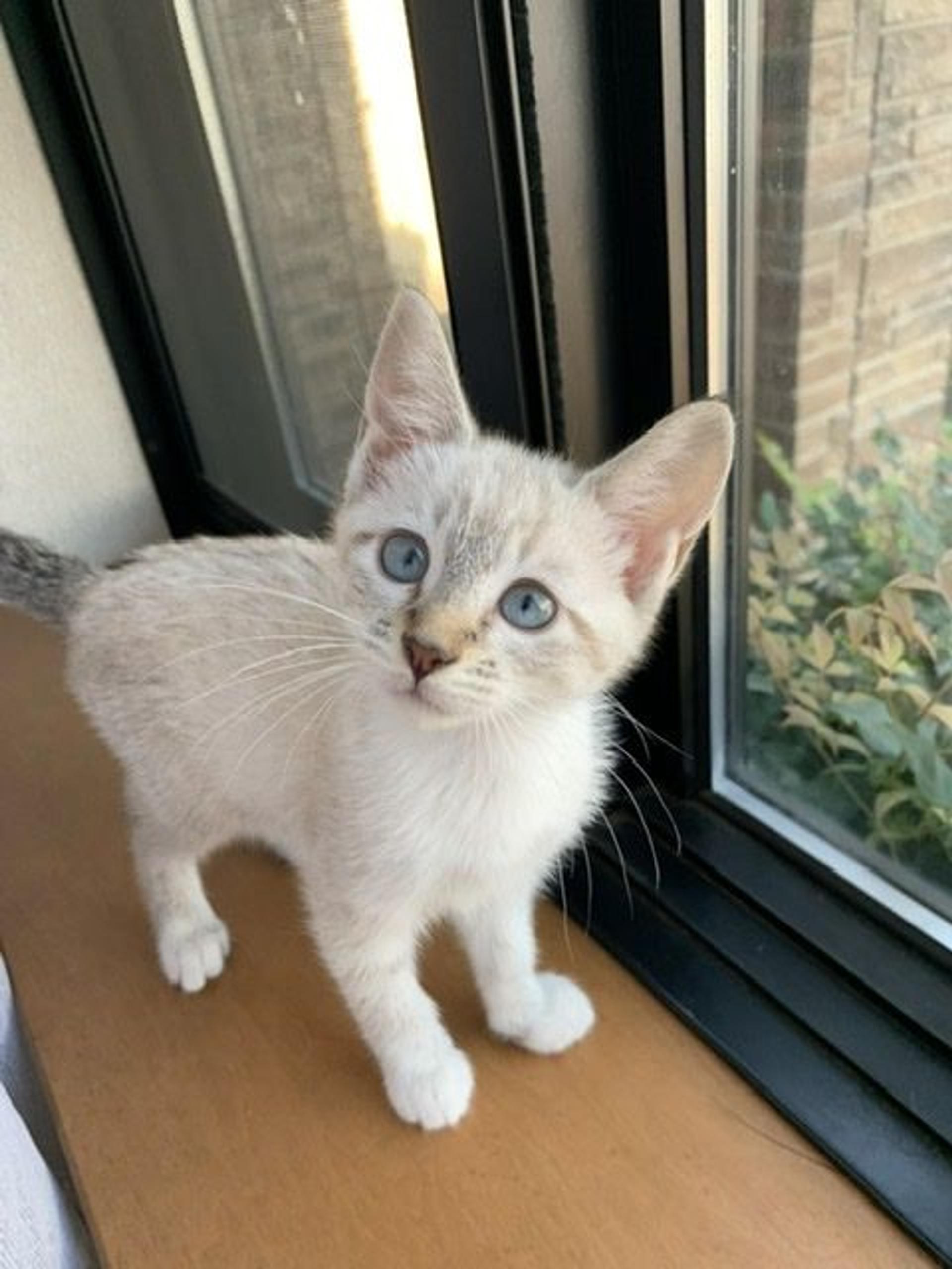 pet-image-3