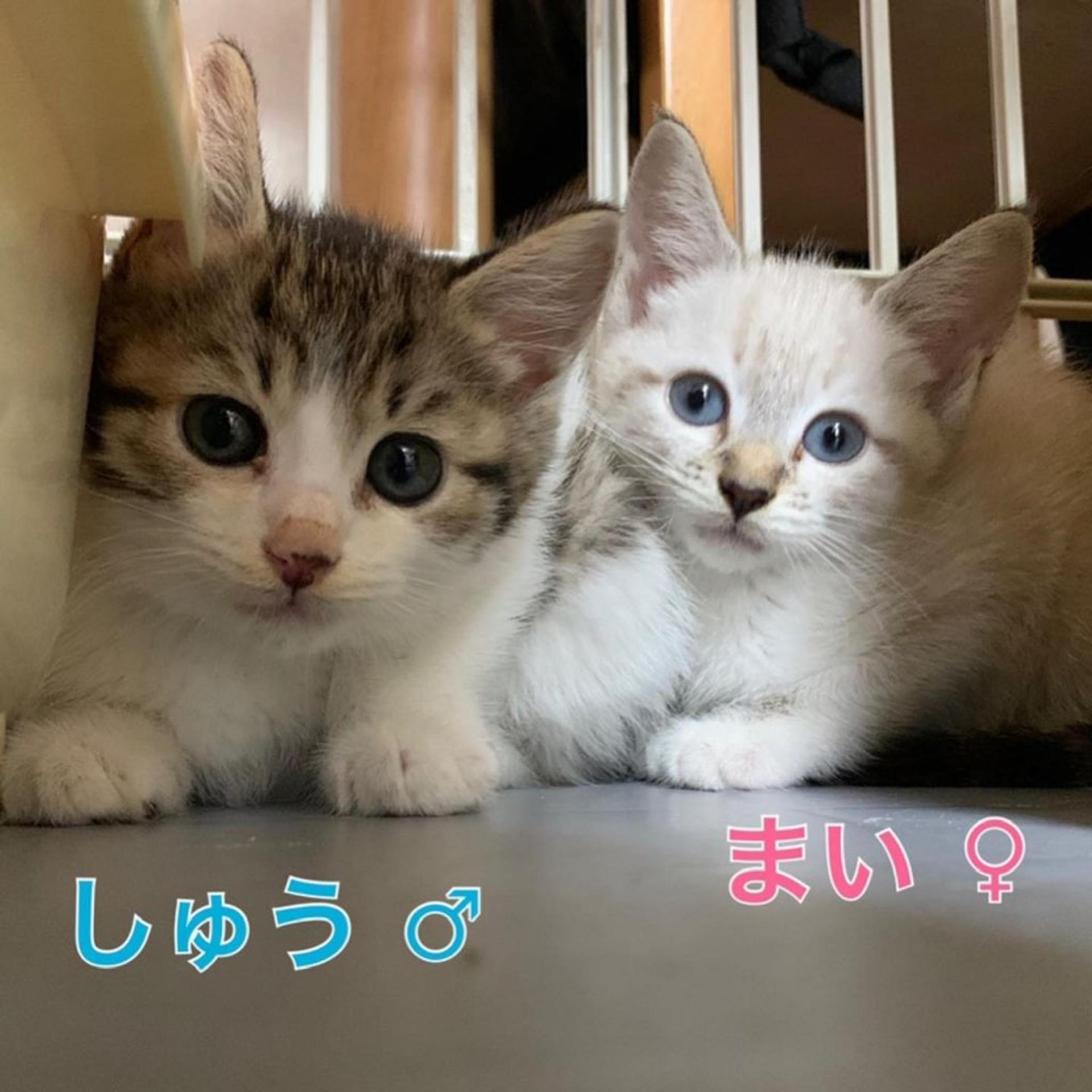 pet-image-2