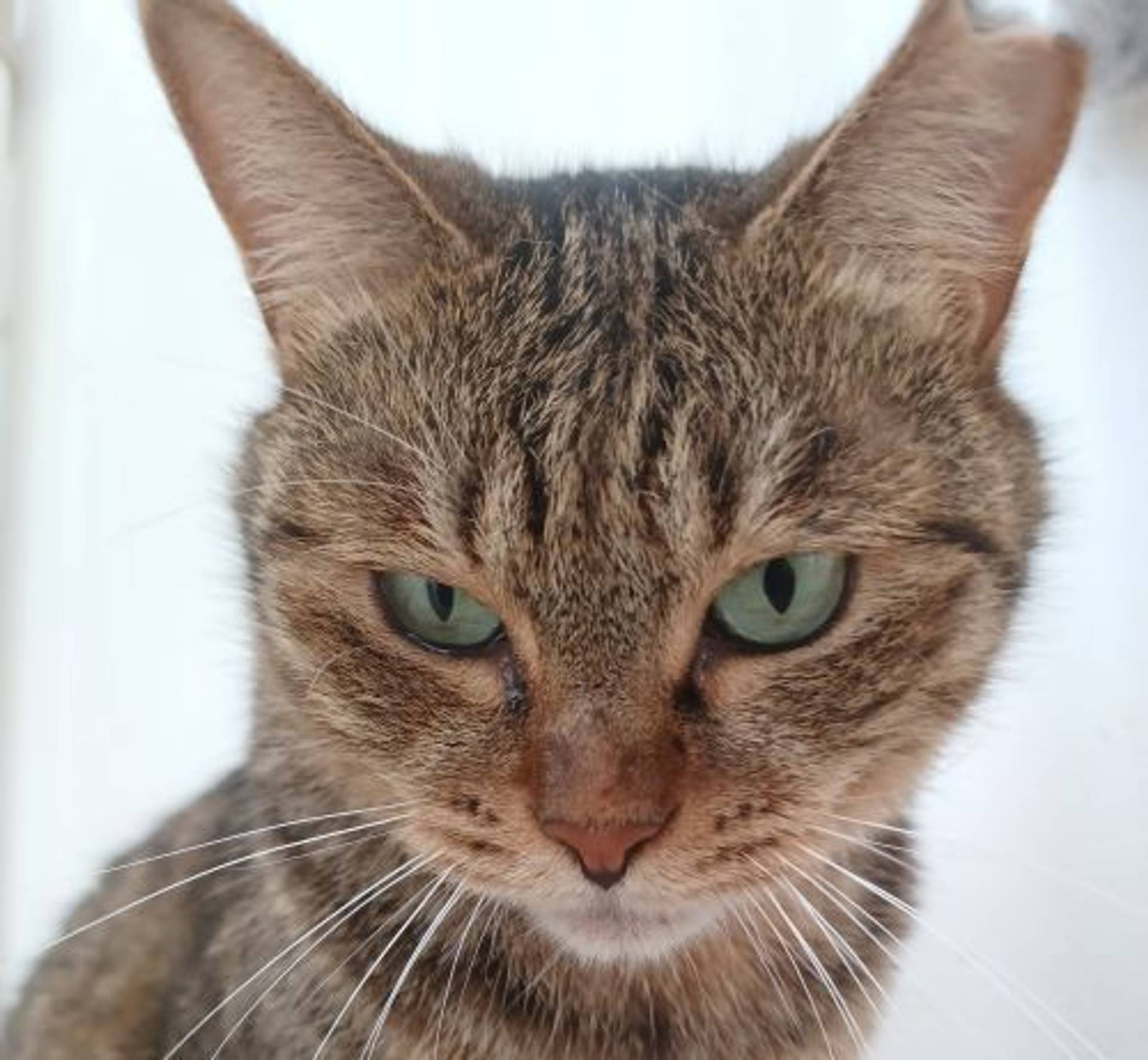 雑種（ミックス猫）・メスの里親募集の写真